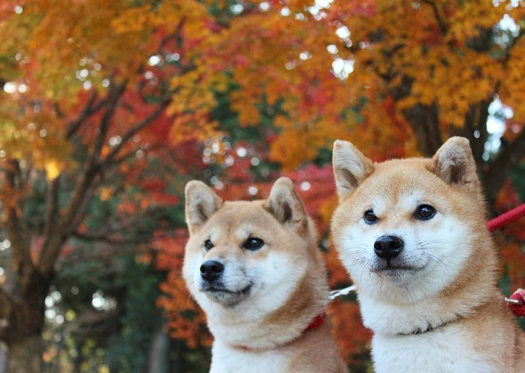 柴犬たま Shibainu Tamaさんのインスタグラム写真 - (柴犬たま Shibainu TamaInstagram)「紅葉見に行ってきました〜🍁 * Caption trans🇬🇧 We went to see the autumn leaves🍁 * #柴犬たま #たママ #たまーば #たま家族 #柴犬ミケ #ミケママ #一眼レフ #一眼レフカメラ #お出掛け #くまちゃんリュック #紅葉 #紅葉シーズン #もみじ #紅葉狩り #親子シンクロ #仲良し親子 #かなりひし形 #柴犬 #shiba #shibainu #shibastagram #犬 #dog #多頭飼い」11月18日 13時55分 - tama7653