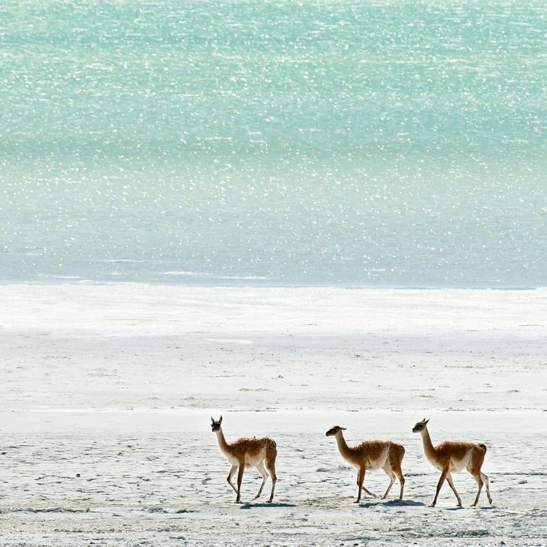 National Geographic Travelさんのインスタグラム写真 - (National Geographic TravelInstagram)「Photo by @daisygilardini | I photographed these three guanacos walking on the beach of Lago del Toro in Torres del Paine National Park. The guanaco is one of the iconic animals of the Patagonian Steppe. Guanacos, llamas, alpacas, and vicuñas are all part of the same biological family, Camelidae, along with dromedary camels and Bactrian camels. Camelids have distinct characteristics. They don’t have horns or hooves; instead, their two-toed feet have toenails and soft pads. Their lips are split into two independent and separately mobile parts. And they all spit when angry. DNA testing has shown that llamas are domesticated guanacos, while alpacas are domesticated vicuñas. Guanacos and llamas have coarse hair, while vicuñas and alpacas have the most sought-after wool in the world.  Follow me @DaisyGilardini for more images and stories behind the scenes. #guanaco #Torresdelpainenationalpark #chile」11月18日 14時10分 - natgeotravel