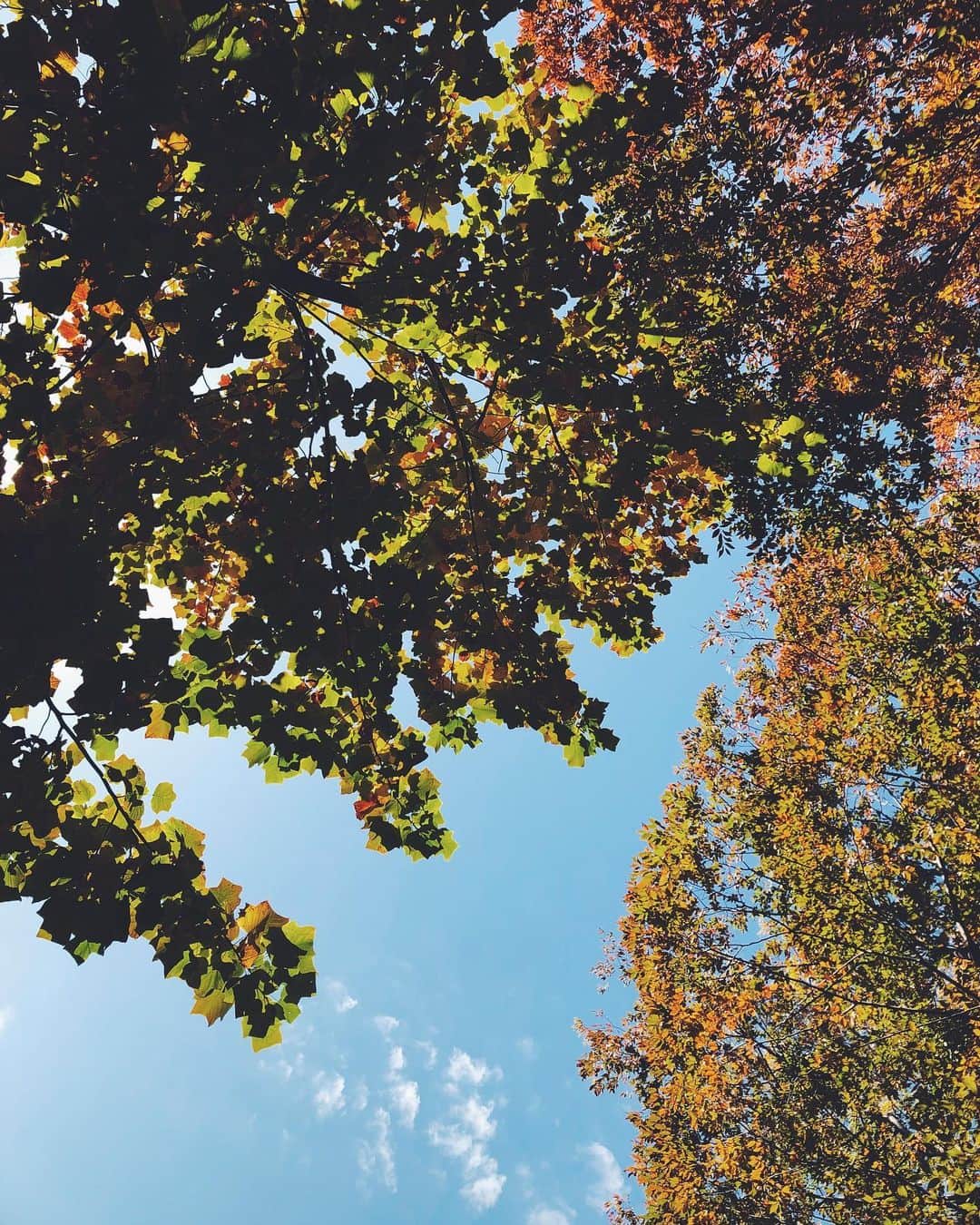 尾形沙耶香のグルメインスタ