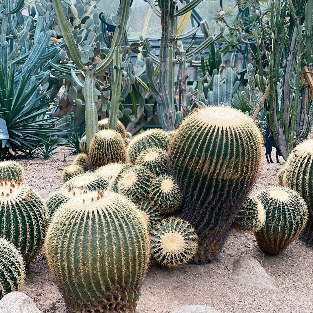 ハヌルさんのインスタグラム写真 - (ハヌルInstagram)「선인장 좋아하는애🌵🌵🌵」11月18日 14時32分 - haneulina