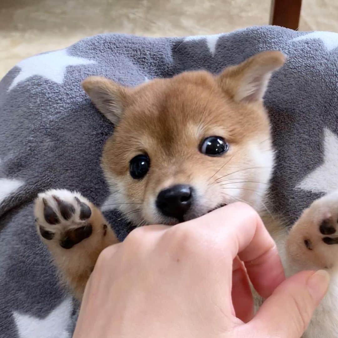 豆柴 サニーちゃんさんのインスタグラム写真 - (豆柴 サニーちゃんInstagram)「. . HELLO〜こんにちわんわん🐻🎶🦁 . 👩🏻こちょこちょこちょ〜 🐻やめろ〜(ガオー) . . さにらむたん 初日の顔合わせ動画UPしました✨ YouTubeも見てね👇 【SunnyRum channel】 https://youtu.be/SQ0k2yuWJLo . . #おとなしくはない #暴れん坊 #わんぱく小娘 #ぱくっ #ガオー #お耳がひょこ #生後2ヶ月 #2montholdpuppy . #柴犬#豆柴 #赤柴 #まめしばいぬ#まめしば#いぬのきもち#ふわもこ部 #サンデイ#サンデイいぬ組#anicas#shiba_snap #shibainu#shiba#mameshiba#shibastagram #mameshibapuppy#shibapuppy #豆柴サニーちゃん#豆柴ラムちゃん#さにらむたん」11月18日 15時06分 - sunny_rei_32