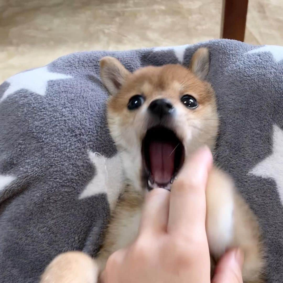 豆柴 サニーちゃんさんのインスタグラム写真 - (豆柴 サニーちゃんInstagram)「. . HELLO〜こんにちわんわん🐻🎶🦁 . 👩🏻こちょこちょこちょ〜 🐻やめろ〜(ガオー) . . さにらむたん 初日の顔合わせ動画UPしました✨ YouTubeも見てね👇 【SunnyRum channel】 https://youtu.be/SQ0k2yuWJLo . . #おとなしくはない #暴れん坊 #わんぱく小娘 #ぱくっ #ガオー #お耳がひょこ #生後2ヶ月 #2montholdpuppy . #柴犬#豆柴 #赤柴 #まめしばいぬ#まめしば#いぬのきもち#ふわもこ部 #サンデイ#サンデイいぬ組#anicas#shiba_snap #shibainu#shiba#mameshiba#shibastagram #mameshibapuppy#shibapuppy #豆柴サニーちゃん#豆柴ラムちゃん#さにらむたん」11月18日 15時06分 - sunny_rei_32