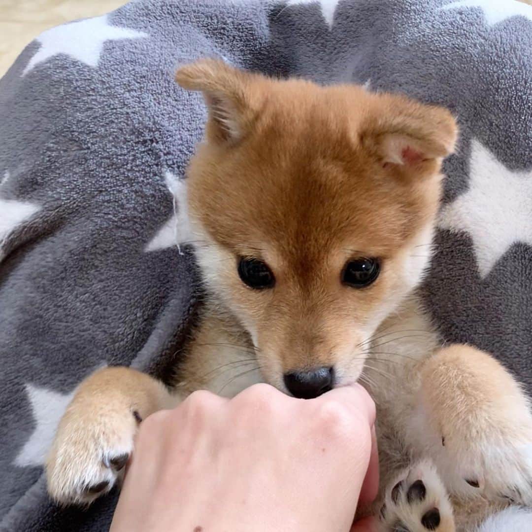 豆柴 サニーちゃんさんのインスタグラム写真 - (豆柴 サニーちゃんInstagram)「. . HELLO〜こんにちわんわん🐻🎶🦁 . 👩🏻こちょこちょこちょ〜 🐻やめろ〜(ガオー) . . さにらむたん 初日の顔合わせ動画UPしました✨ YouTubeも見てね👇 【SunnyRum channel】 https://youtu.be/SQ0k2yuWJLo . . #おとなしくはない #暴れん坊 #わんぱく小娘 #ぱくっ #ガオー #お耳がひょこ #生後2ヶ月 #2montholdpuppy . #柴犬#豆柴 #赤柴 #まめしばいぬ#まめしば#いぬのきもち#ふわもこ部 #サンデイ#サンデイいぬ組#anicas#shiba_snap #shibainu#shiba#mameshiba#shibastagram #mameshibapuppy#shibapuppy #豆柴サニーちゃん#豆柴ラムちゃん#さにらむたん」11月18日 15時06分 - sunny_rei_32