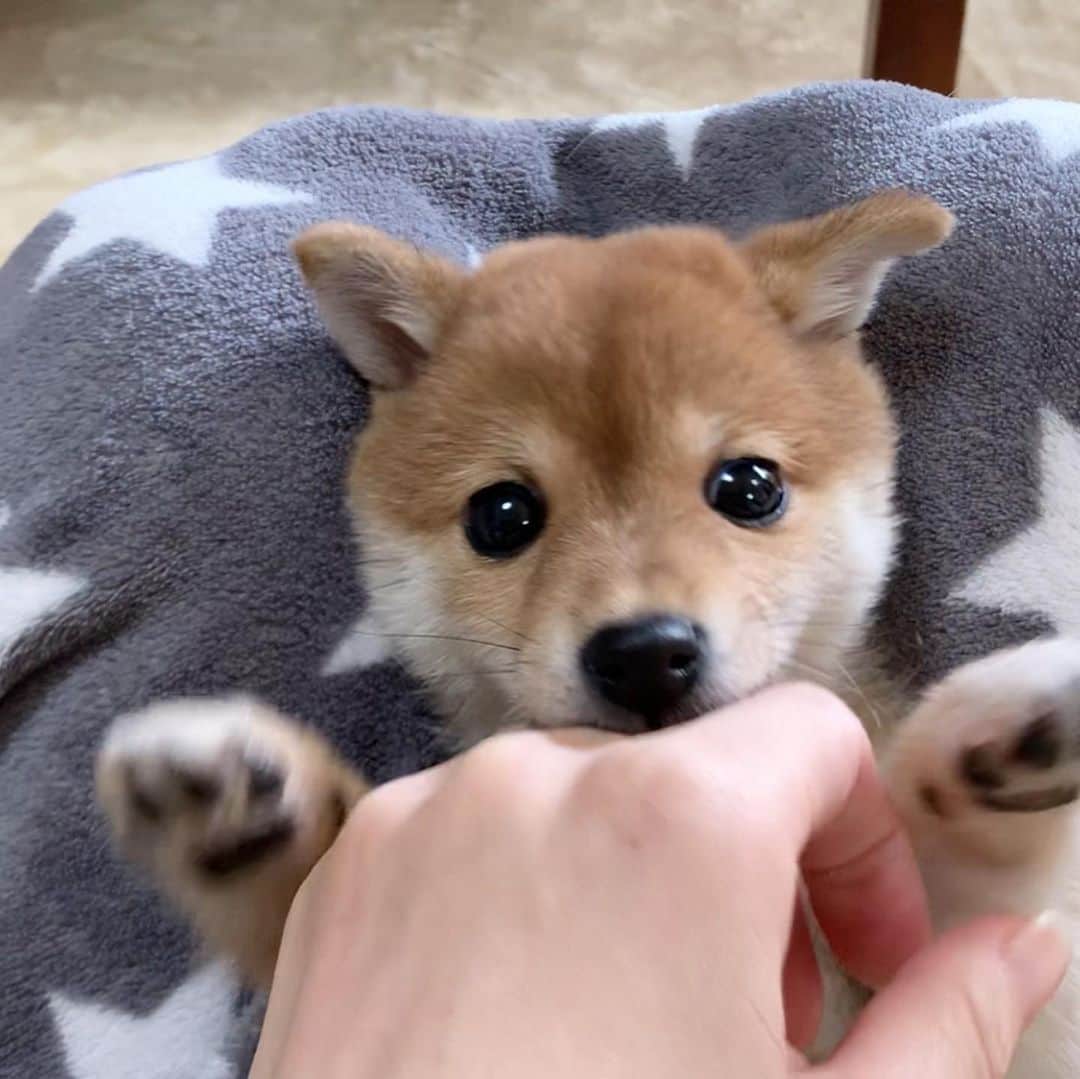 豆柴 サニーちゃんさんのインスタグラム写真 - (豆柴 サニーちゃんInstagram)「. . HELLO〜こんにちわんわん🐻🎶🦁 . 👩🏻こちょこちょこちょ〜 🐻やめろ〜(ガオー) . . さにらむたん 初日の顔合わせ動画UPしました✨ YouTubeも見てね👇 【SunnyRum channel】 https://youtu.be/SQ0k2yuWJLo . . #おとなしくはない #暴れん坊 #わんぱく小娘 #ぱくっ #ガオー #お耳がひょこ #生後2ヶ月 #2montholdpuppy . #柴犬#豆柴 #赤柴 #まめしばいぬ#まめしば#いぬのきもち#ふわもこ部 #サンデイ#サンデイいぬ組#anicas#shiba_snap #shibainu#shiba#mameshiba#shibastagram #mameshibapuppy#shibapuppy #豆柴サニーちゃん#豆柴ラムちゃん#さにらむたん」11月18日 15時06分 - sunny_rei_32