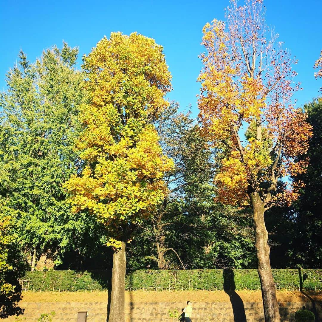 散歩の達人さんのインスタグラム写真 - (散歩の達人Instagram)「秋の散歩。 Tokyo in autumn 🍂 #hello #紅葉 #青山 #東京 #autumn #aoyama #tokyo #散歩の達人 #さんたつ」11月18日 15時07分 - san_tatsu