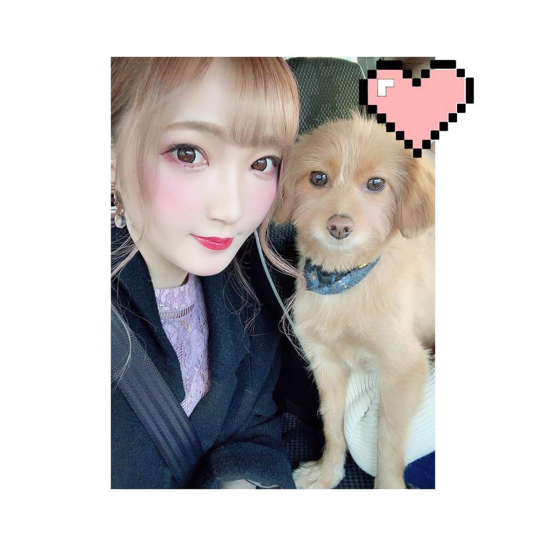 大本梨帆のインスタグラム：「るいくんとツーショット🐶💗 盛れてるからインスタ載せてとみなみに言われたので載せますっ☺️❤️✨ #followme #tagsforlikes #like4like #l4l #tflers #instagood  #selfie  #japanesegirl #japan #youtube  #팔로우 #팔로미 #일본 #女孩子 #ポメラニアン #トイプードル #ポメプー #ミックス犬 #ハーフ犬 #全国ポメプー会」