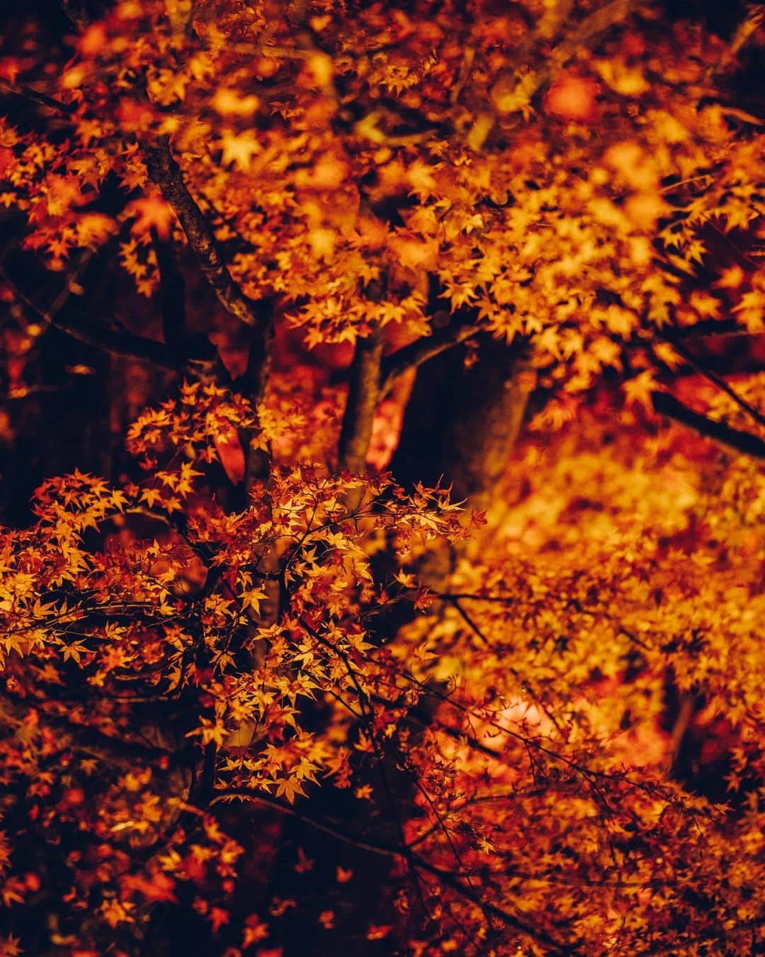 清水寺さんのインスタグラム写真 - (清水寺Instagram)「THE EVENING SPECIAL VISIT autumn 2019 | 秋夜 -Dates: November 16 (Sat) - December 1 (Sun) -Hours: 5:30 p.m. - 9:00 p.m. (last entry)」11月18日 15時31分 - feel_kiyomizudera
