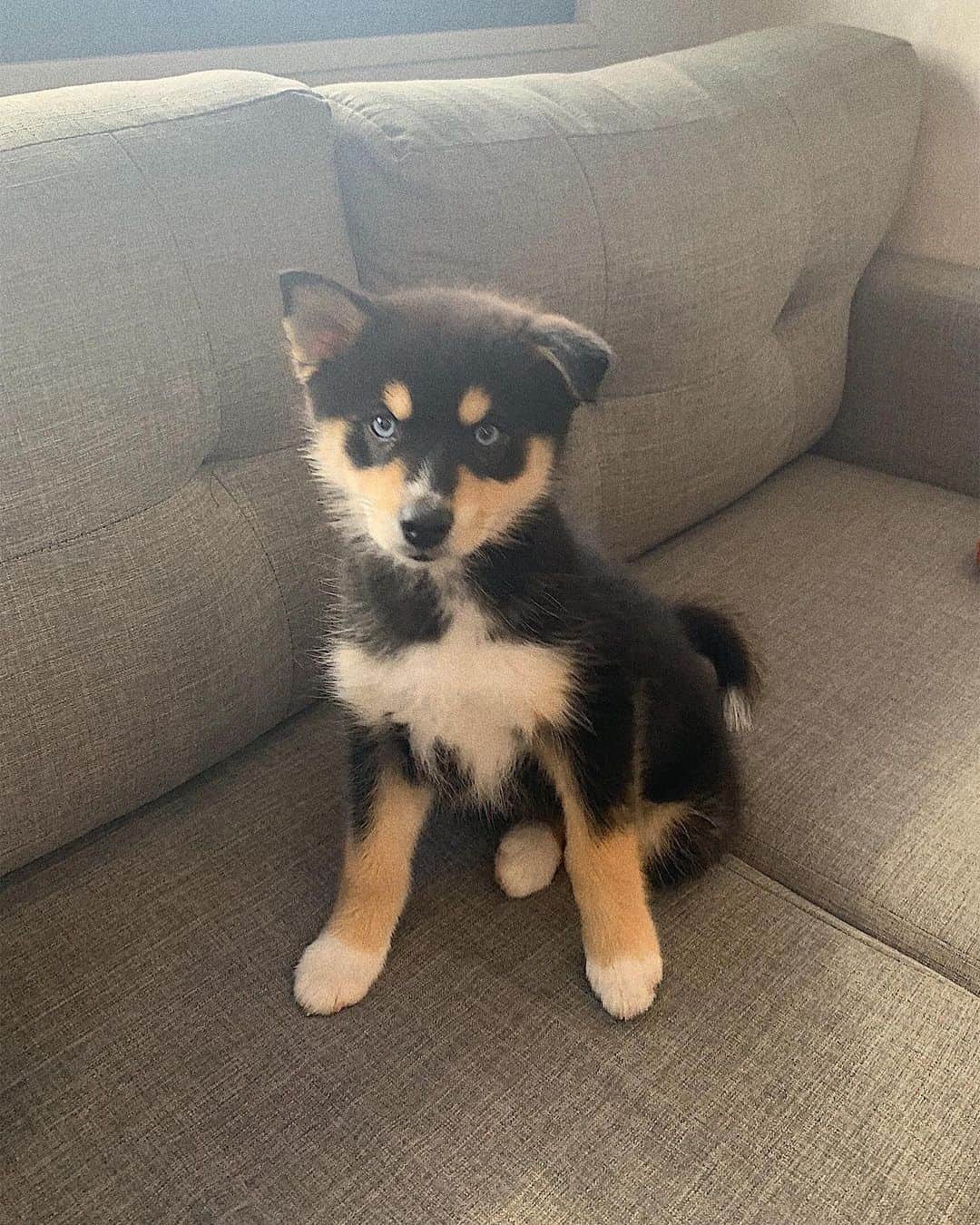 キース・パワーズのインスタグラム：「dog version of myself, perhaps? ❤️」