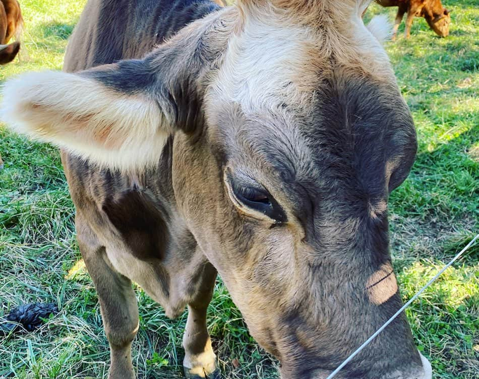 グウィネス・パルトローさんのインスタグラム写真 - (グウィネス・パルトローInstagram)「Incredibly inspiring day spent at @apricotlanefarms aka @thebiggestlittlefarm. If you have not yet seen the documentary, I recommend it with my whole heart. A story of profound inclusion, bravery and love masking as a film about regenerative farming. We fell in love with John and Molly and their mission. You will too.」11月4日 7時42分 - gwynethpaltrow