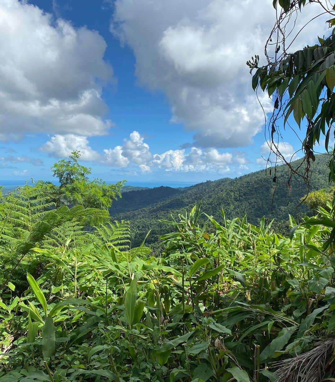 リアンナ・デッカーさんのインスタグラム写真 - (リアンナ・デッカーInstagram)「Exploring the rainforest 🌴🦜 @soul_synergy」11月3日 23時37分 - leannadecker_