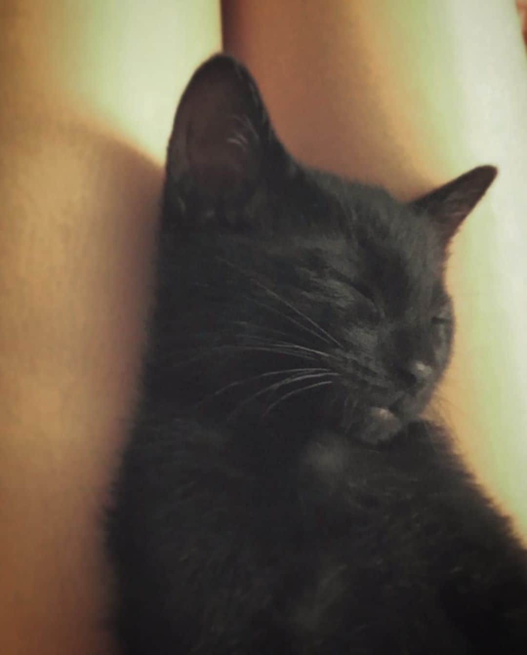 澤田友美さんのインスタグラム写真 - (澤田友美Instagram)「. じじ。💤 . . #blackcat」11月3日 23時43分 - tomomi__sawada