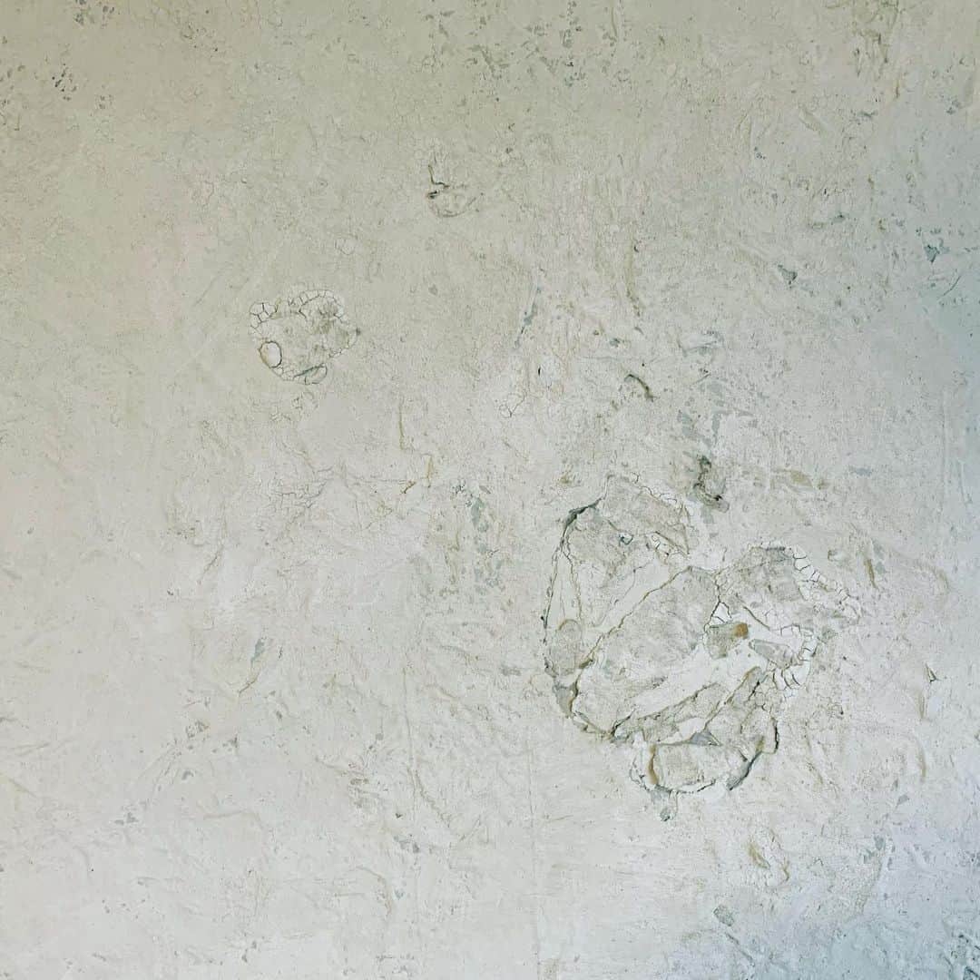 shin -SAKE instructor-のグルメインスタ