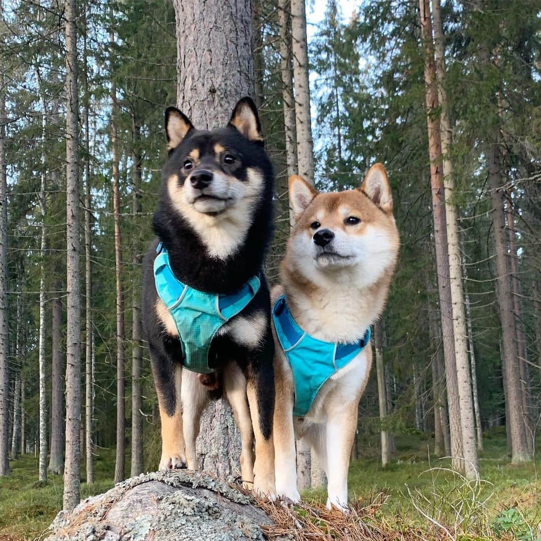 ?Fricko the Shiba Inu?のインスタグラム：「Two cuties in the wild😆😆 🐾 🐾 🐾 🐾 #FrickoandKeaton #🐶 #☀️ #shiba #shibainu #dog #柴犬 #赤柴 #黒柴  #adorable #shibalovers #shibaholics  #dogoftheday  #weeklyfluff #aww #dogstagram  #dogscorner #puppiesofinstagram #shibapuppy」