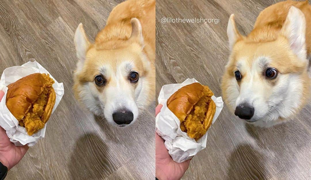 Liloさんのインスタグラム写真 - (LiloInstagram)「Excuse me human it’s #NationalSandwichDay and you should give me that chimkin sandwich now woof! 👀#hungryhungrylilo」11月4日 3時19分 - lilothewelshcorgi