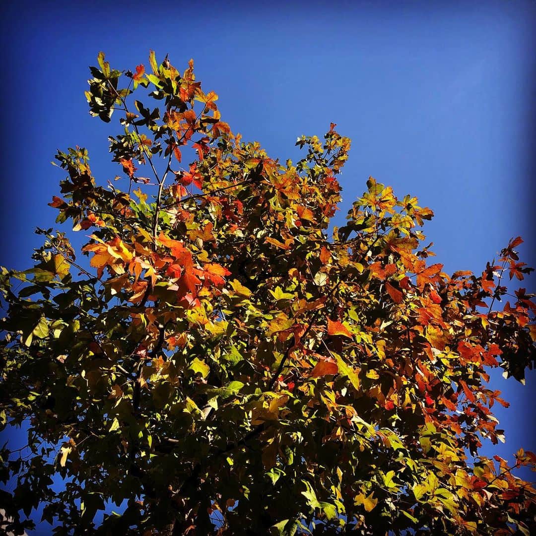 のインスタグラム：「6キロのお散歩🚶‍♀️ いい季節だなぁ。 紅葉もそろそろ。 青空ぁ。 昭和的なレトロマンションも いい感じ😊  #20191104 #radiotakasaki  #1205名古屋bluenote #1206大阪billboard #詳細はオフィシャルサイトpersonznet #personz  #jillpersonz @jillpersonz」