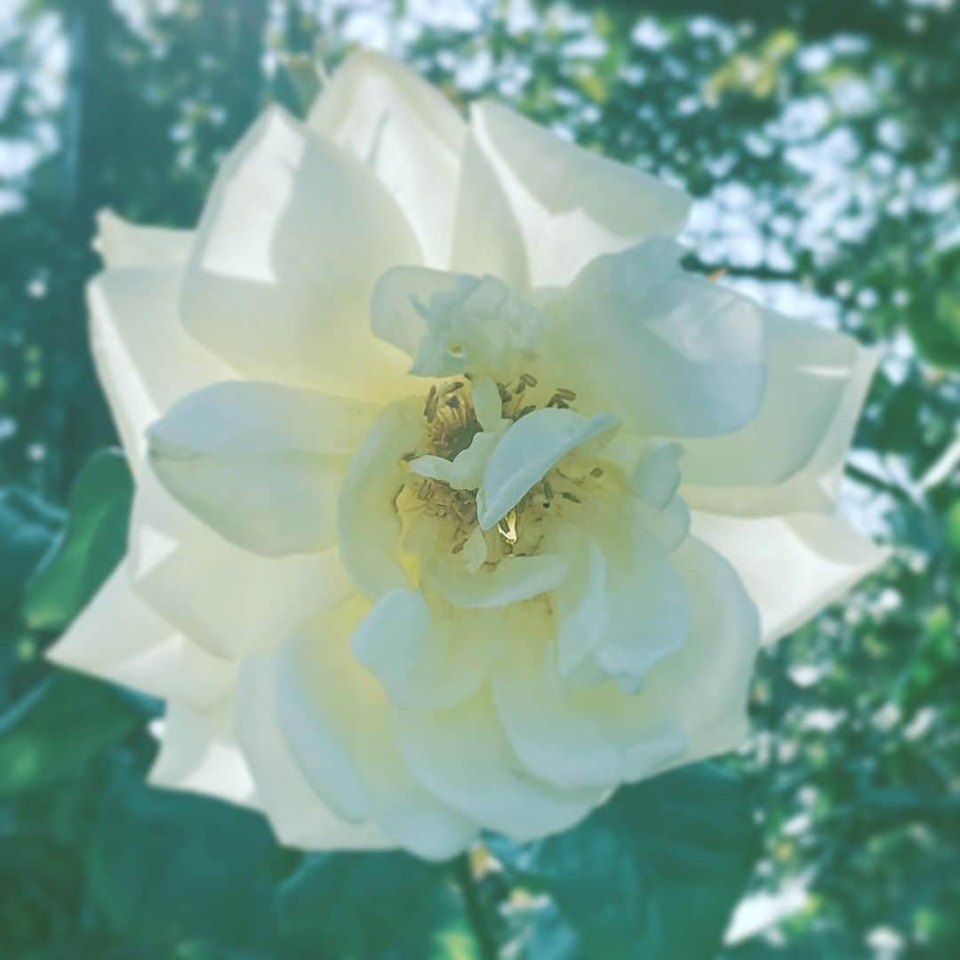中野敬久さんのインスタグラム写真 - (中野敬久Instagram)「#flowers #flowersoflife #white #rose」11月4日 8時59分 - hirohisanakano