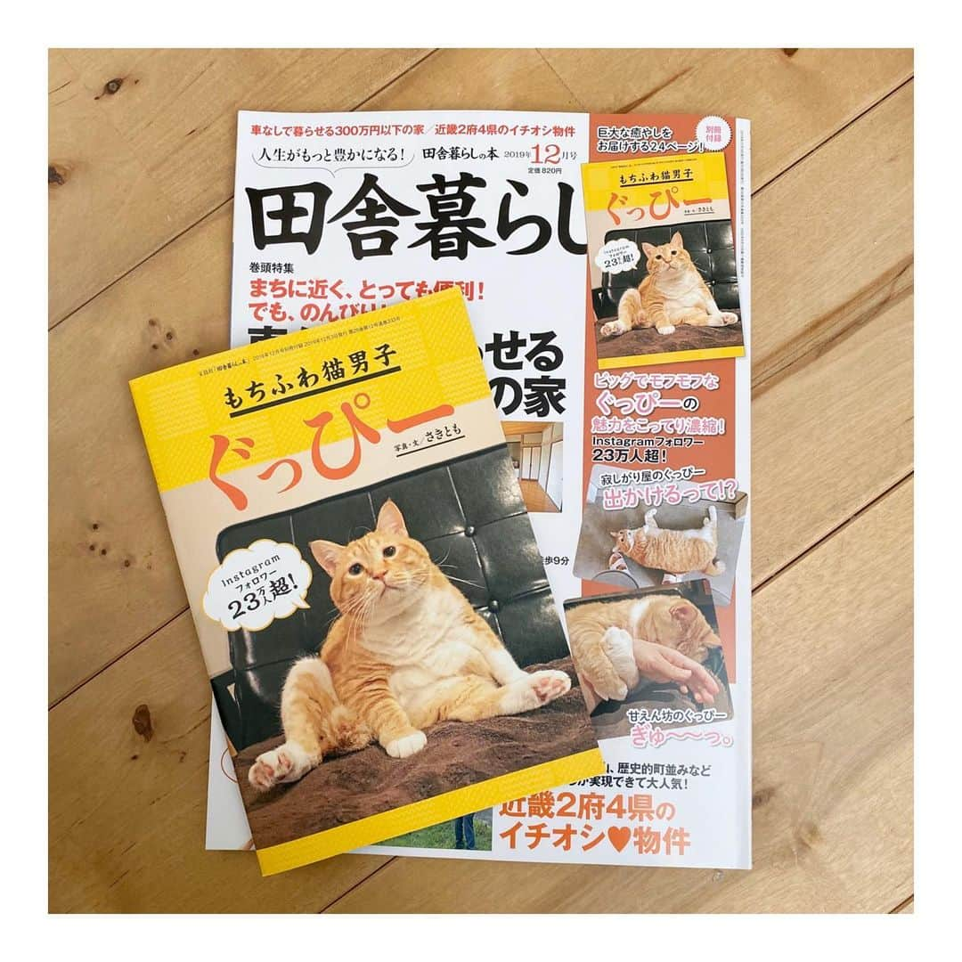 ぐっぴーさんのインスタグラム写真 - (ぐっぴーInstagram)「＊ ぐっぴーが真剣に読んでいるのは、宝島社さま「田舎暮らしの本」12月号の付録である… ぐっぴーのムック本　です。 ・ 写りが問題ないか、チェックしています。 ・ 24Pに渡る写真集に、今回描き下ろしの「クソ漫画」も載せていただきました。 そしてそして奇跡的にも、発売日はぐっぴーのお誕生日でした…！ ・ ぐっぴーからの許可もおりたPMB(Perfect Mook Bon)です。 ・ お手にとっていただけたら嬉しいです！ ・ Guppy read the book that includes Guppy's pic.」11月4日 9時39分 - gupitaro