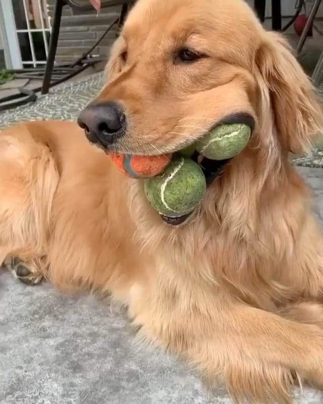 The Critter Havenのインスタグラム：「Just chilling with my tennis balls  Video by @finnyboymolloy  #TheCritterHaven」