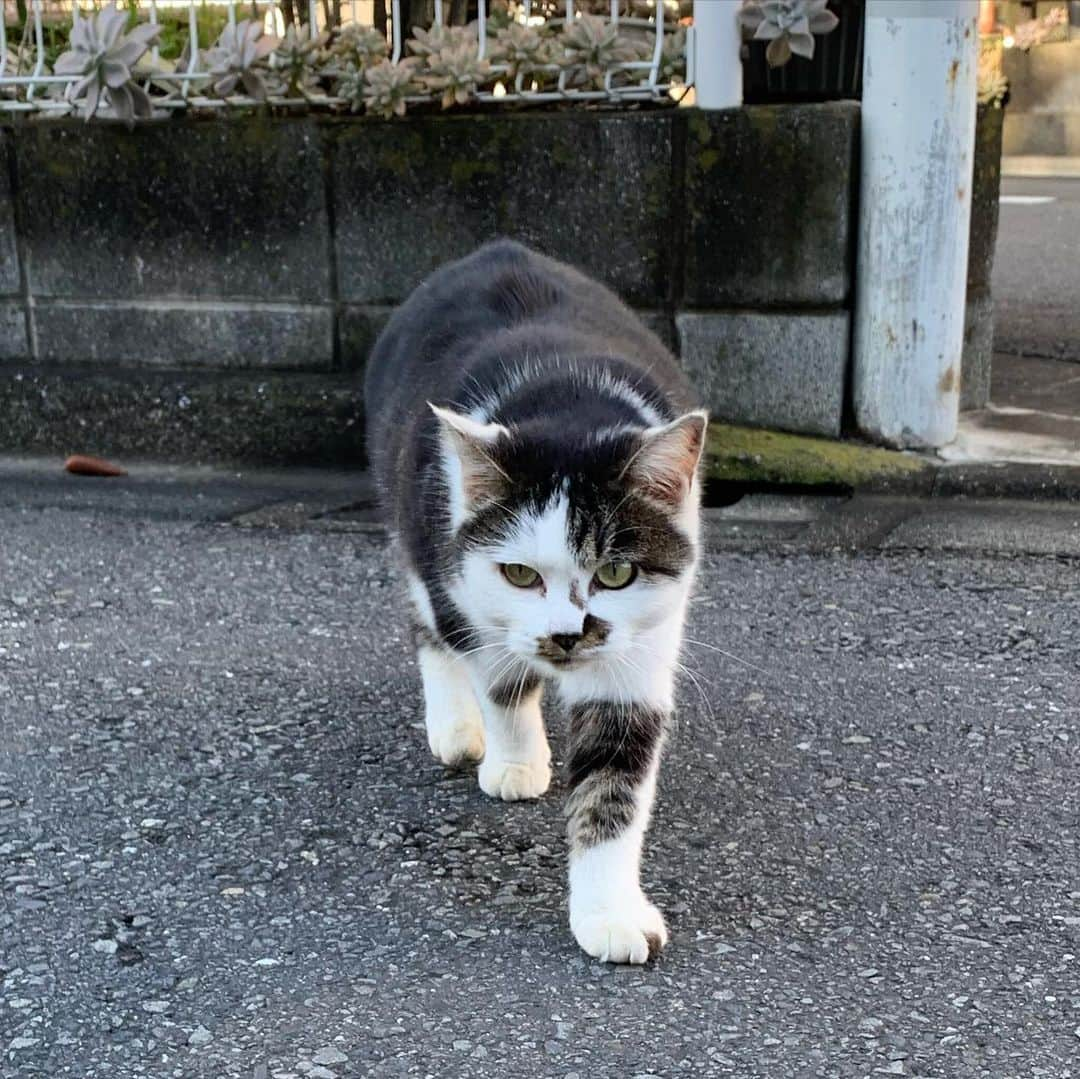 宙也さんのインスタグラム写真 - (宙也Instagram)「ご近所のハッちゃん。寄ってくるのにそっぽ向く。」11月4日 10時08分 - chuya_aquarius