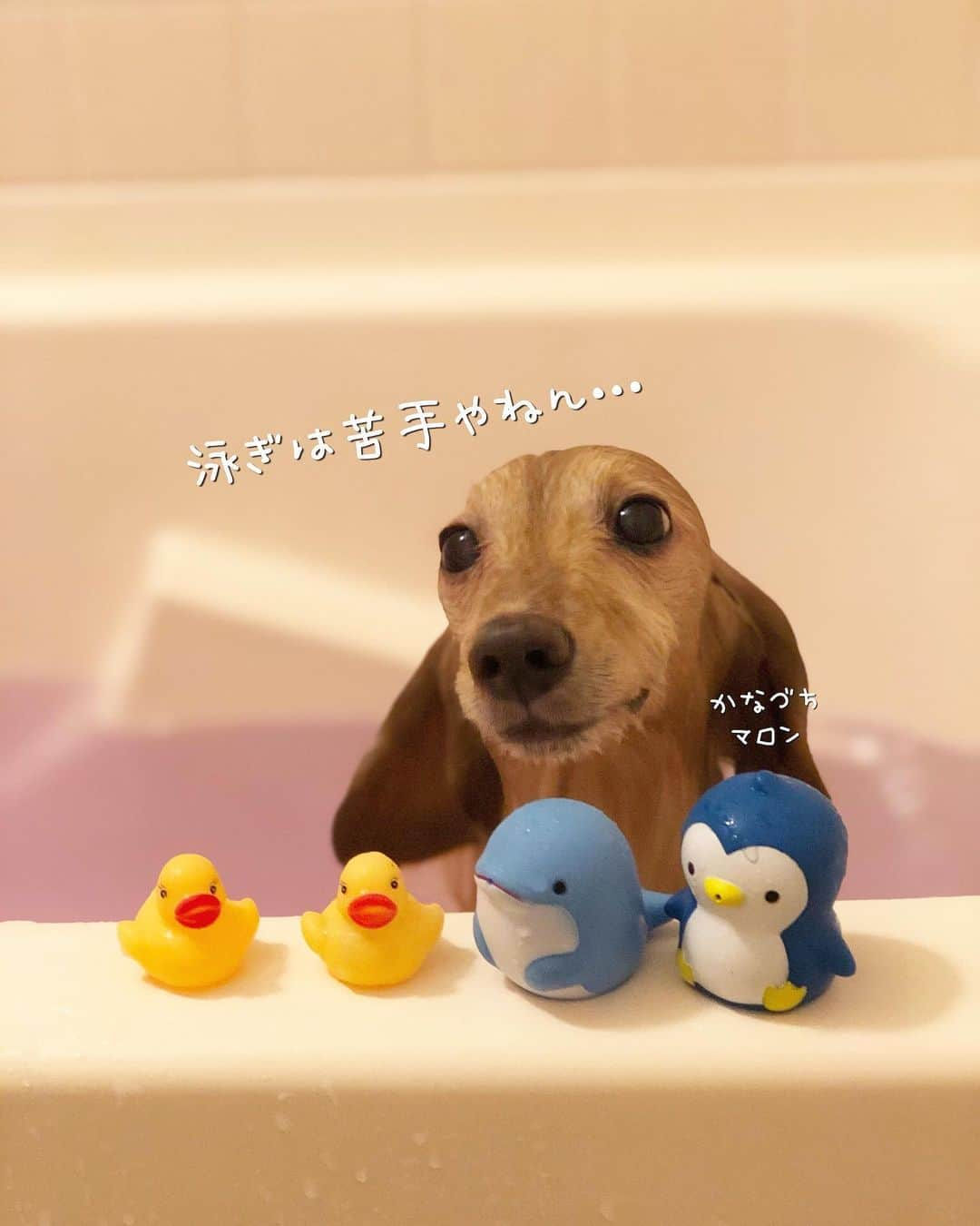 チズさんのインスタグラム写真 - (チズInstagram)「綺麗さっぱりいいにおい〜✨✨ 自称 水も滴るいい男🐶💕 かなづちなのは㊙️ #犬臭 消えた #バスタイム 🚿 #長風呂 #いい湯だな ♨️ #動くマロン #泳ぐマロン #♨️#🐶#💕#🧴 #Mダックス #MiniatureDachshund #ミニチュアダックス #ミニチュアダックスフンド #ミニチュアダックスクリーム #ダックス13歳#カニンヘンクリーム #カニンヘンダックス #カニンヘンダックスフンド #犬なしでは生きていけません#愛しのわんこ #癒し犬 #関西ダックス#短足犬 #短足部 #シニア犬#親父犬#犬は家族 #インスタでわんこみるのが日課 ♡♡♡♡」11月4日 10時26分 - sqi.chizu