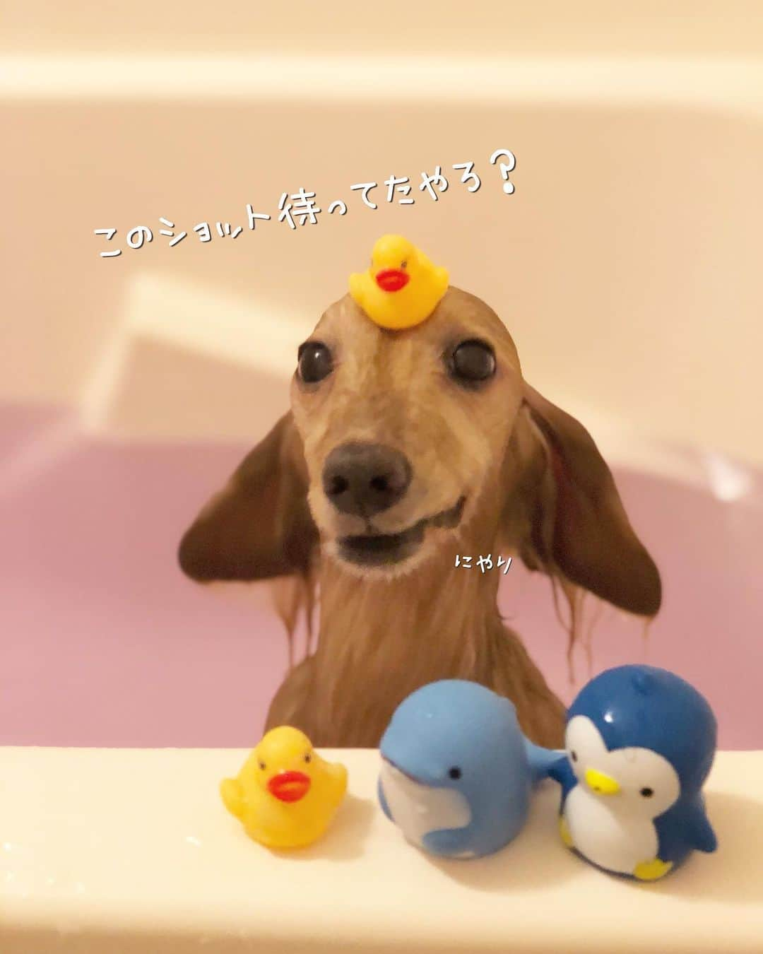 チズさんのインスタグラム写真 - (チズInstagram)「綺麗さっぱりいいにおい〜✨✨ 自称 水も滴るいい男🐶💕 かなづちなのは㊙️ #犬臭 消えた #バスタイム 🚿 #長風呂 #いい湯だな ♨️ #動くマロン #泳ぐマロン #♨️#🐶#💕#🧴 #Mダックス #MiniatureDachshund #ミニチュアダックス #ミニチュアダックスフンド #ミニチュアダックスクリーム #ダックス13歳#カニンヘンクリーム #カニンヘンダックス #カニンヘンダックスフンド #犬なしでは生きていけません#愛しのわんこ #癒し犬 #関西ダックス#短足犬 #短足部 #シニア犬#親父犬#犬は家族 #インスタでわんこみるのが日課 ♡♡♡♡」11月4日 10時26分 - sqi.chizu