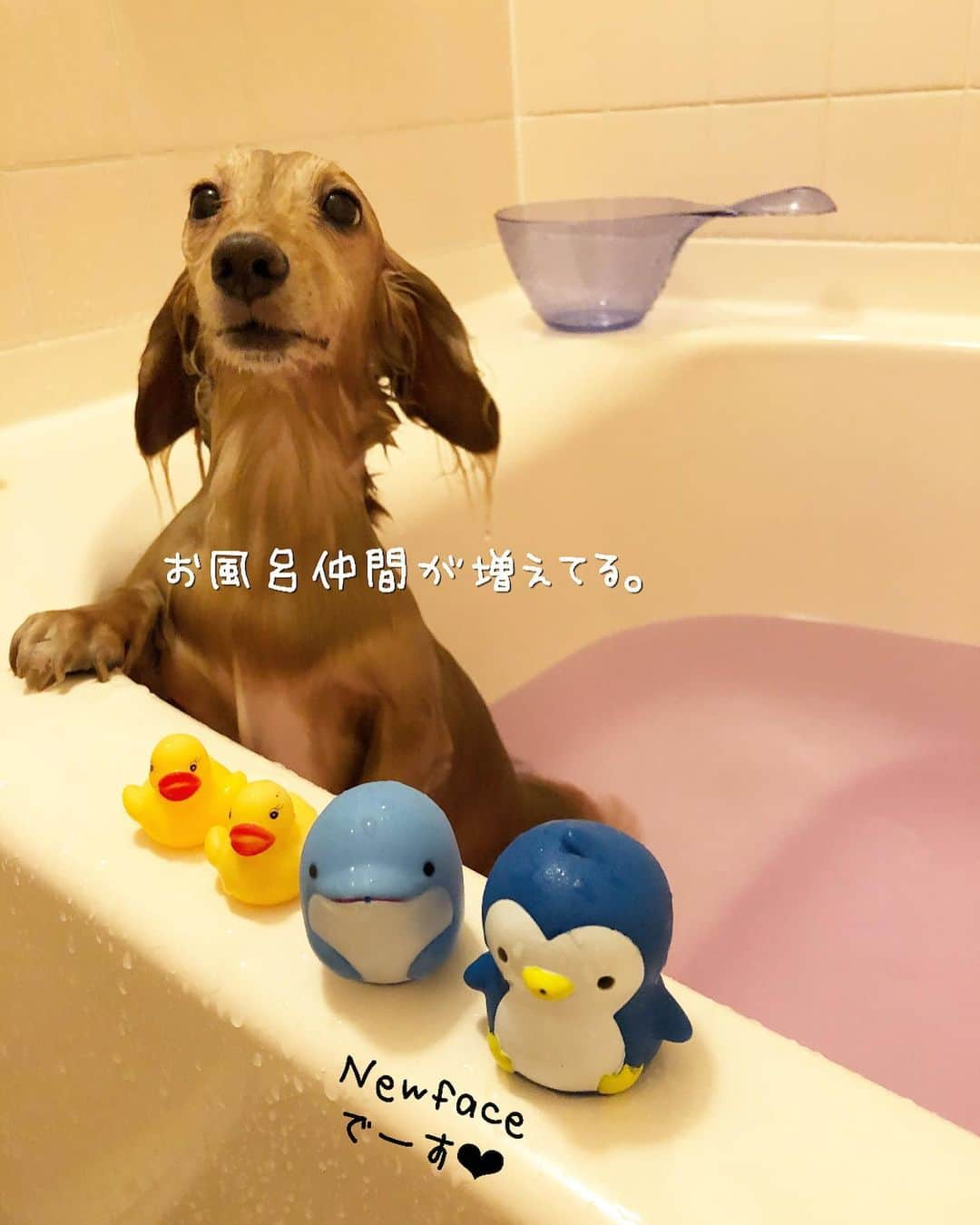 チズさんのインスタグラム写真 - (チズInstagram)「綺麗さっぱりいいにおい〜✨✨ 自称 水も滴るいい男🐶💕 かなづちなのは㊙️ #犬臭 消えた #バスタイム 🚿 #長風呂 #いい湯だな ♨️ #動くマロン #泳ぐマロン #♨️#🐶#💕#🧴 #Mダックス #MiniatureDachshund #ミニチュアダックス #ミニチュアダックスフンド #ミニチュアダックスクリーム #ダックス13歳#カニンヘンクリーム #カニンヘンダックス #カニンヘンダックスフンド #犬なしでは生きていけません#愛しのわんこ #癒し犬 #関西ダックス#短足犬 #短足部 #シニア犬#親父犬#犬は家族 #インスタでわんこみるのが日課 ♡♡♡♡」11月4日 10時26分 - sqi.chizu