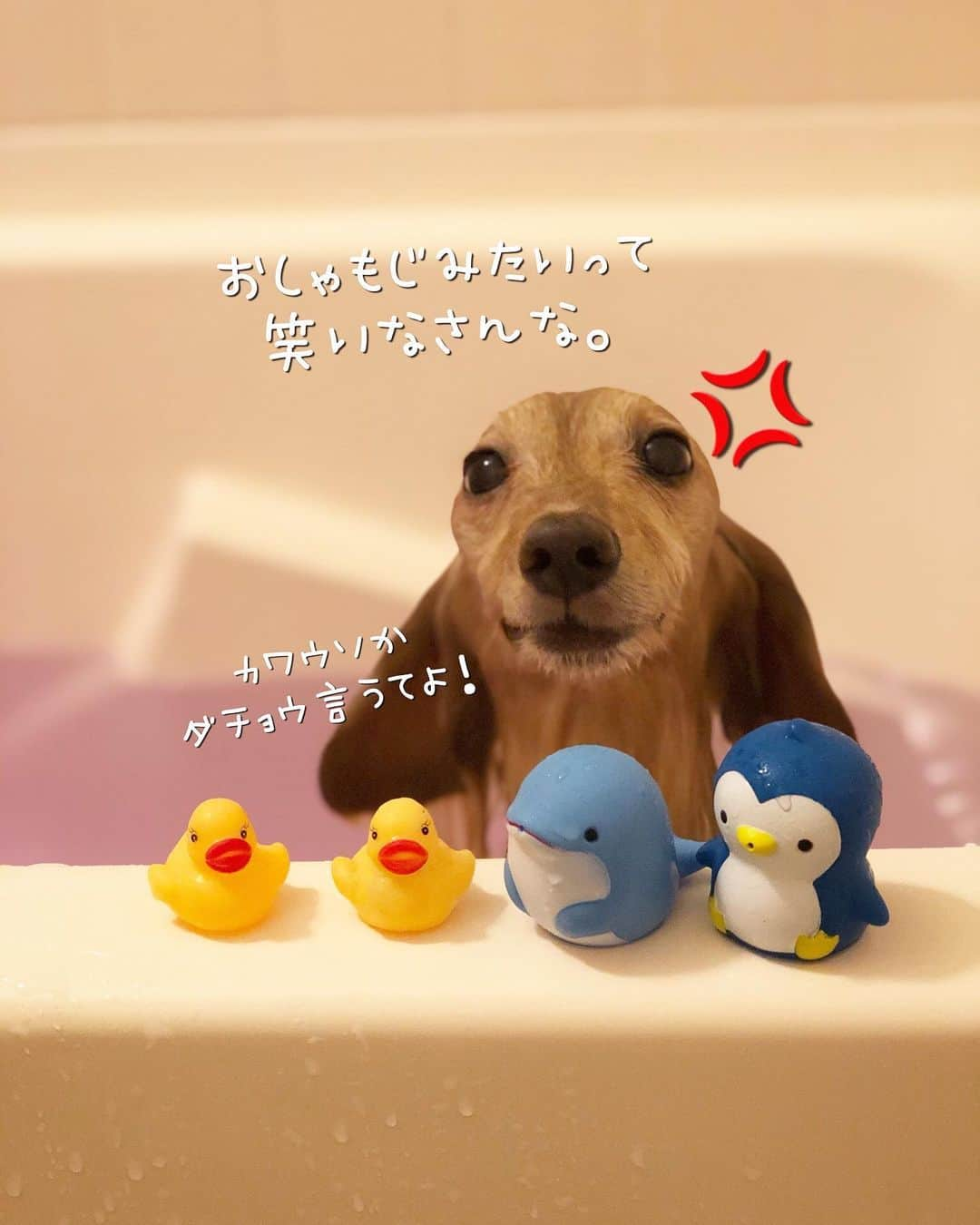 チズさんのインスタグラム写真 - (チズInstagram)「綺麗さっぱりいいにおい〜✨✨ 自称 水も滴るいい男🐶💕 かなづちなのは㊙️ #犬臭 消えた #バスタイム 🚿 #長風呂 #いい湯だな ♨️ #動くマロン #泳ぐマロン #♨️#🐶#💕#🧴 #Mダックス #MiniatureDachshund #ミニチュアダックス #ミニチュアダックスフンド #ミニチュアダックスクリーム #ダックス13歳#カニンヘンクリーム #カニンヘンダックス #カニンヘンダックスフンド #犬なしでは生きていけません#愛しのわんこ #癒し犬 #関西ダックス#短足犬 #短足部 #シニア犬#親父犬#犬は家族 #インスタでわんこみるのが日課 ♡♡♡♡」11月4日 10時26分 - sqi.chizu