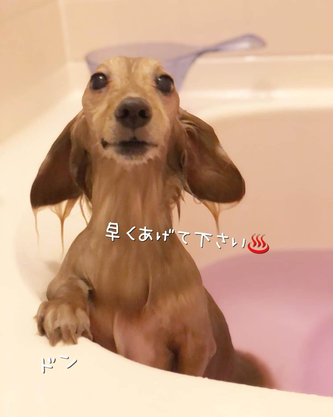 チズさんのインスタグラム写真 - (チズInstagram)「綺麗さっぱりいいにおい〜✨✨ 自称 水も滴るいい男🐶💕 かなづちなのは㊙️ #犬臭 消えた #バスタイム 🚿 #長風呂 #いい湯だな ♨️ #動くマロン #泳ぐマロン #♨️#🐶#💕#🧴 #Mダックス #MiniatureDachshund #ミニチュアダックス #ミニチュアダックスフンド #ミニチュアダックスクリーム #ダックス13歳#カニンヘンクリーム #カニンヘンダックス #カニンヘンダックスフンド #犬なしでは生きていけません#愛しのわんこ #癒し犬 #関西ダックス#短足犬 #短足部 #シニア犬#親父犬#犬は家族 #インスタでわんこみるのが日課 ♡♡♡♡」11月4日 10時26分 - sqi.chizu