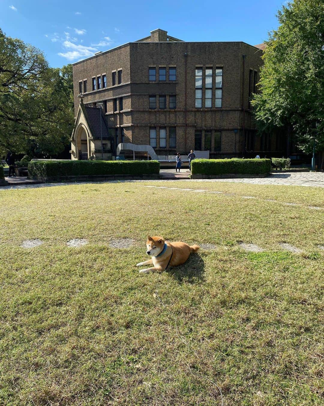 まる（まるたろう）さんのインスタグラム写真 - (まる（まるたろう）Instagram)「Bask in the sun doing nothing. ✨🐶😊✨今日はきもちいいな〜　パパ、先に帰ってていいよ。 #あとで迎えに来てね #1時間くらいこんな感じでゴロゴロしてるね #柴犬がごろごろ #極楽じゃあ」11月4日 10時38分 - marutaro