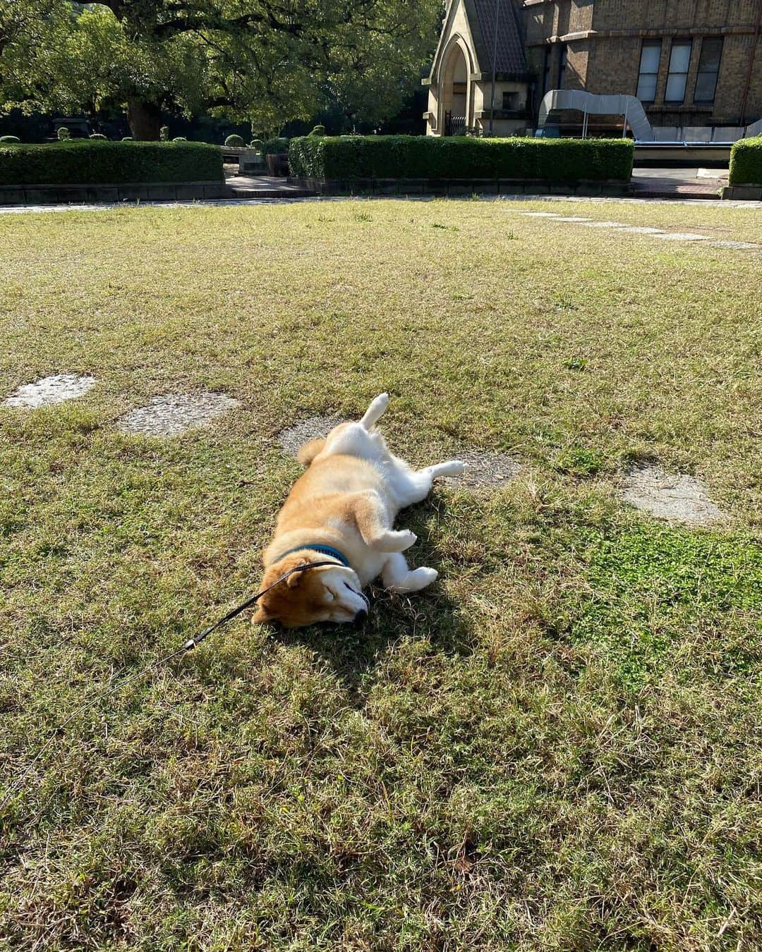 まる（まるたろう）さんのインスタグラム写真 - (まる（まるたろう）Instagram)「Bask in the sun doing nothing. ✨🐶😊✨今日はきもちいいな〜　パパ、先に帰ってていいよ。 #あとで迎えに来てね #1時間くらいこんな感じでゴロゴロしてるね #柴犬がごろごろ #極楽じゃあ」11月4日 10時38分 - marutaro