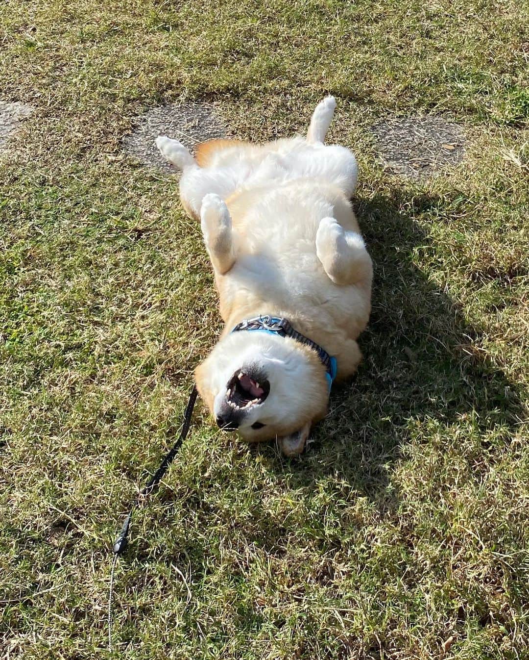 まる（まるたろう）さんのインスタグラム写真 - (まる（まるたろう）Instagram)「Bask in the sun doing nothing. ✨🐶😊✨今日はきもちいいな〜　パパ、先に帰ってていいよ。 #あとで迎えに来てね #1時間くらいこんな感じでゴロゴロしてるね #柴犬がごろごろ #極楽じゃあ」11月4日 10時38分 - marutaro