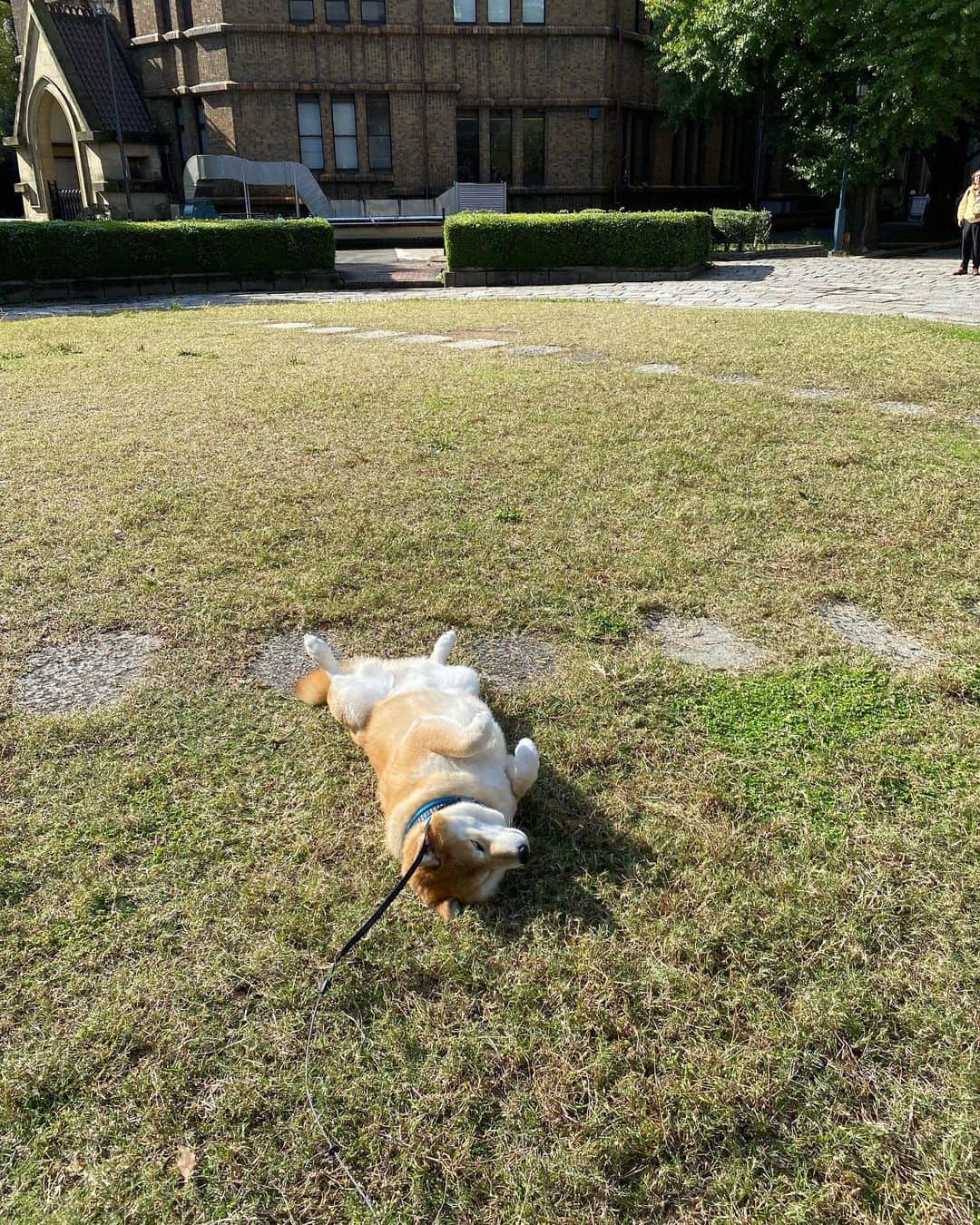 まる（まるたろう）さんのインスタグラム写真 - (まる（まるたろう）Instagram)「Bask in the sun doing nothing. ✨🐶😊✨今日はきもちいいな〜　パパ、先に帰ってていいよ。 #あとで迎えに来てね #1時間くらいこんな感じでゴロゴロしてるね #柴犬がごろごろ #極楽じゃあ」11月4日 10時38分 - marutaro