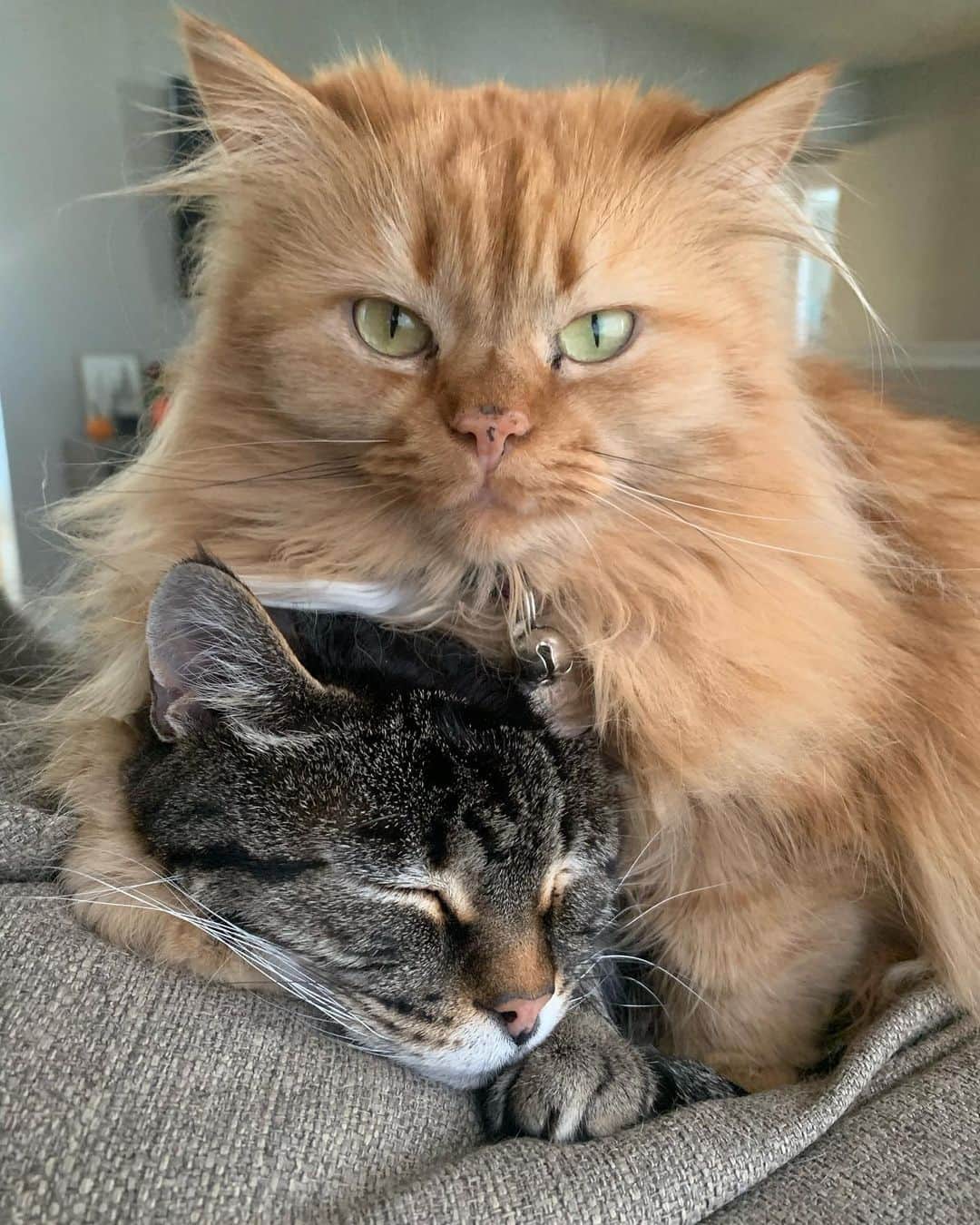 Coen, Ava, Reyさんのインスタグラム写真 - (Coen, Ava, ReyInstagram)「Pretty sure that’s a kitty cat head lock, but it’s fine, it’s all fine.」11月4日 10時42分 - coen.rey