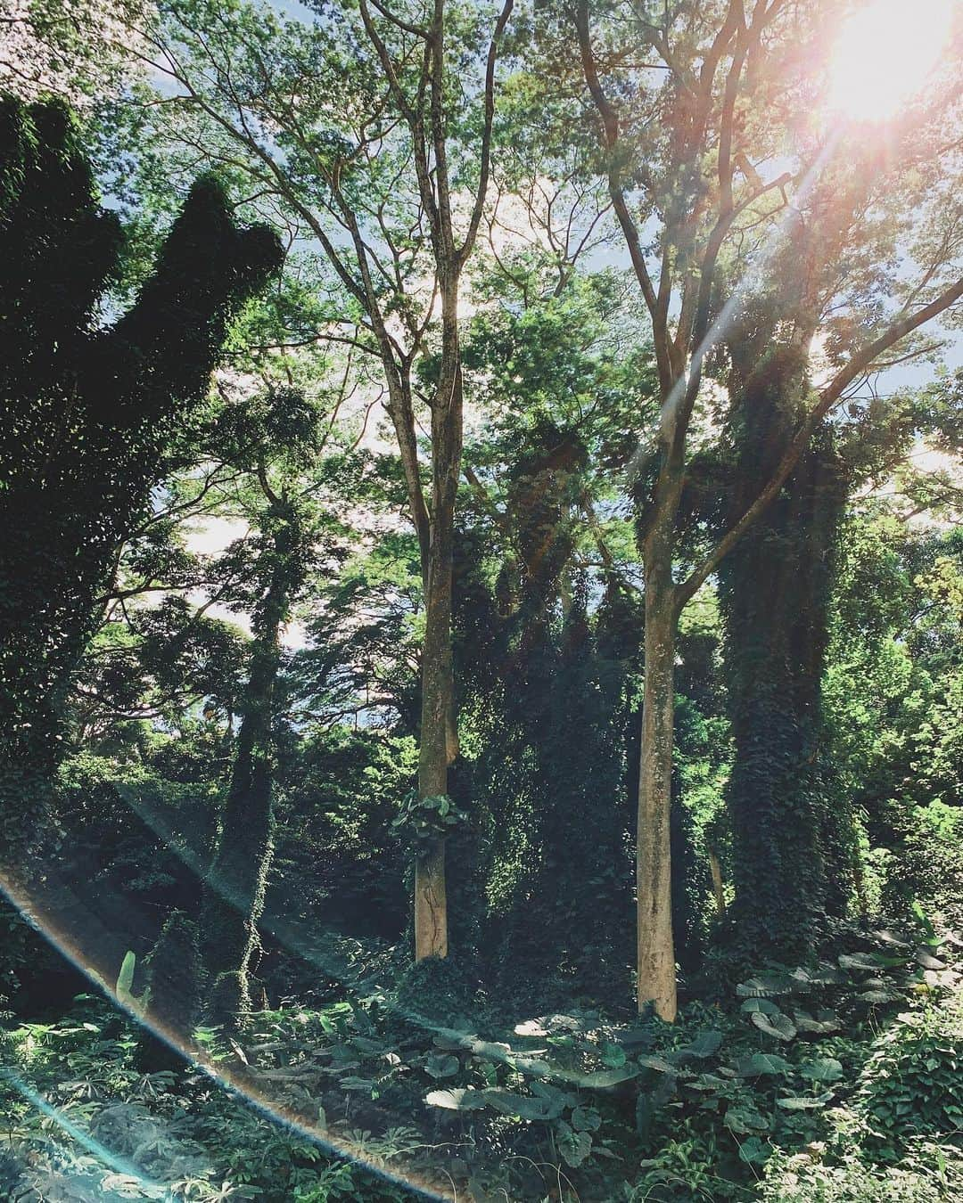 吉川ひなのさんのインスタグラム写真 - (吉川ひなのInstagram)「深呼吸🌳🌴🌲」11月4日 11時51分 - hinanoyoshikawa