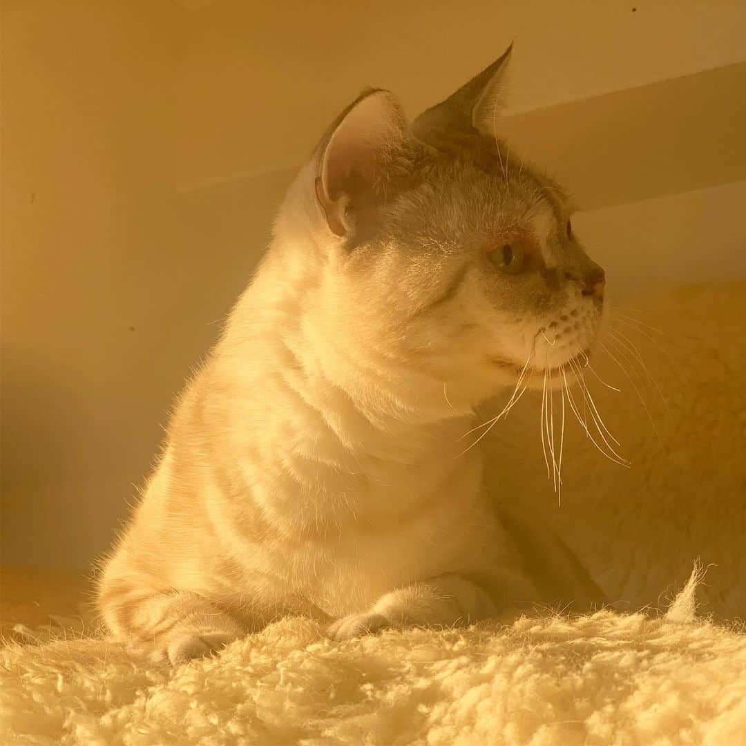 青山有紀さんのインスタグラム写真 - (青山有紀Instagram)「今日の夕方。 幻かと思うほど美しい猫さんがうちにいた✨ #肉球もみてほしい #garu_cat #ガル様」11月4日 17時46分 - yukiaoya