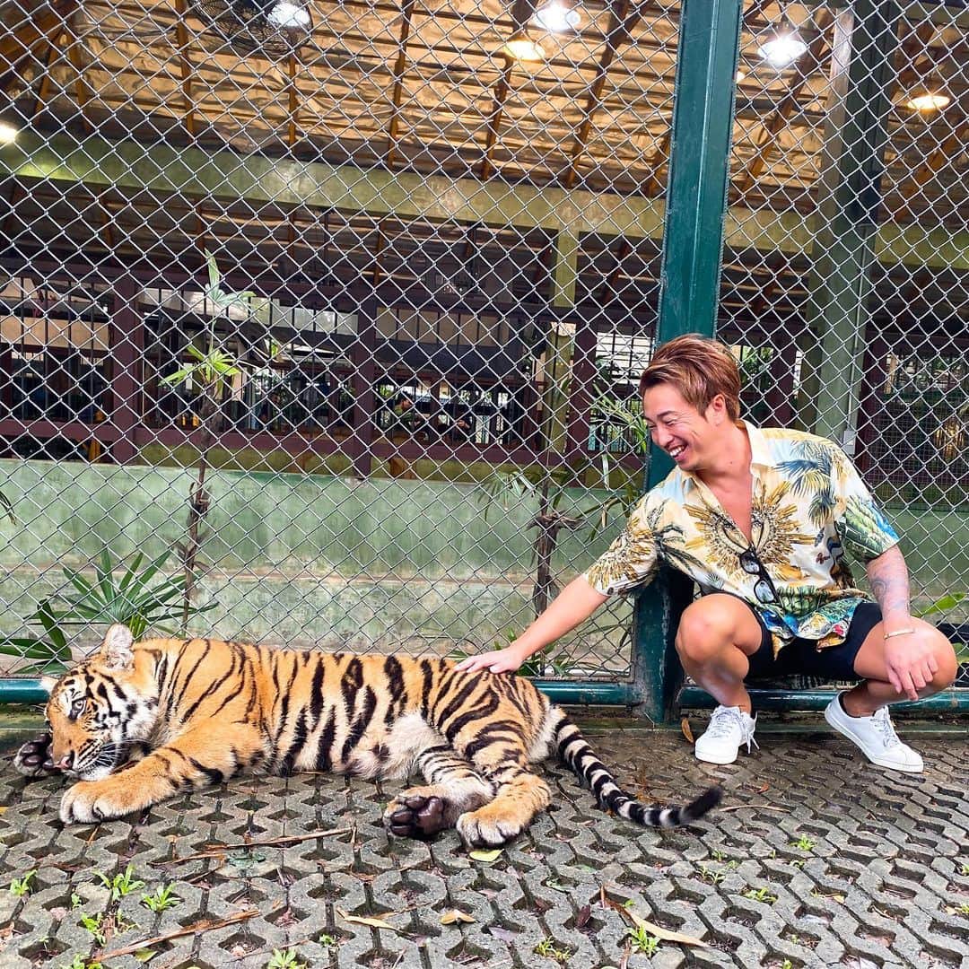 のインスタグラム：「動物シリーズやると決めた が ビビり過ぎ 1年後ガラパゴス諸島に行くことが決定 それまでに動物慣れしないと🐥  #bestinphuket🌶 #トラ #虎 #とら #虎と触れ合う #トラと戯れる #トラの赤ちゃん #トラと写真 #トラの日常」