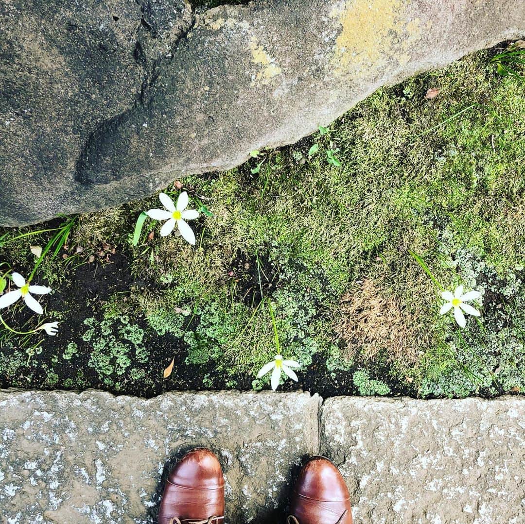 のインスタグラム：「#秋の訪れ #根岸 #昔のガイドブックさんぽ #散歩の達人 #足元 #小さな花 #千手院 #サリースコット #藤田朋子」