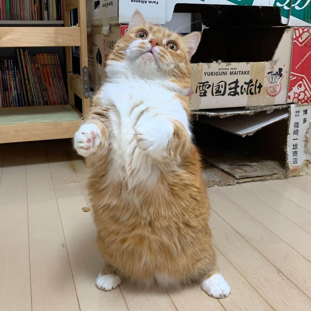 マンチカンズTVのインスタグラム：「、、Munchkin cat “Tio”﻿ マンチカンのパパ猫ティオは二足立ちが上手♪﻿ でも、気が弱いので娘のうららちゃんにお株を奪われちゃいました😊﻿ ﻿ #猫 #ねこ部 #ねこら部 #ねこすたぐらむ #ふわもこ部 #ペコねこ部 #ねこ好き #ねこもふ団 #ねこばか #ねこバカ #みけねこ #ねこちゃん #ねこさん #でぶねこ #ねこらぶ #ネコ #ネコ部 #ネコ好き #ネコバカ #cat #instacat #catstagram #ilovemycat #instagramcats #meow #pet #petstagram #cutepets #マンチカン #マンチカンズ」