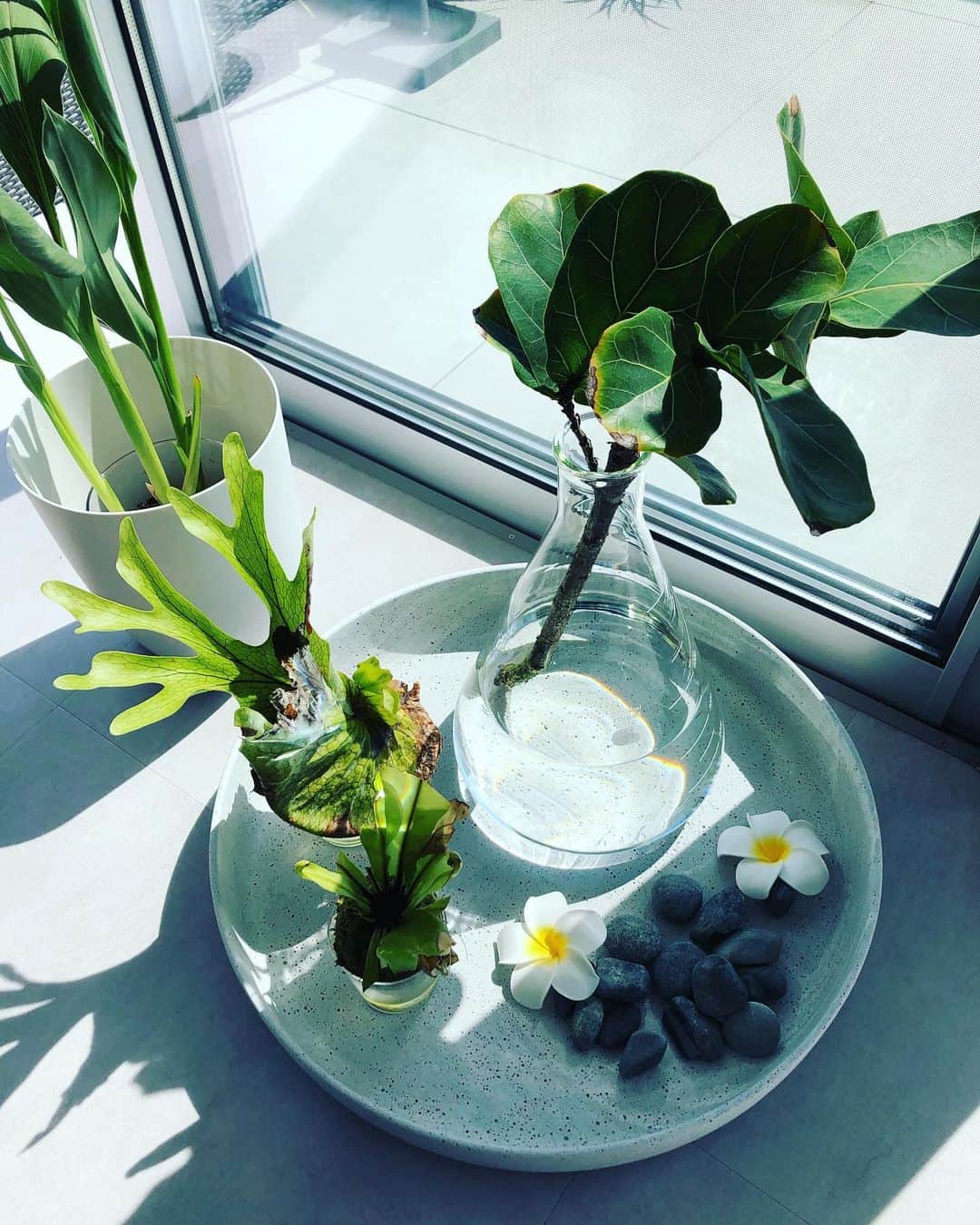 feve casaのインスタグラム：「空間に植物があると生き生きしてくる。とあるデザイナーの家では科学実験用のフラスコを花器として使っていました。センスいい☺️ #グリーンのある暮らし　#植物と暮らす #フラスコ #インテリア」
