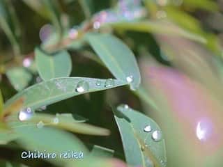 千紘れいかさんのインスタグラム写真 - (千紘れいかInstagram)「雫が美しかったから。  #雫 #今日の一枚  #自然が好き  #水滴」11月4日 13時42分 - chihiro.reika