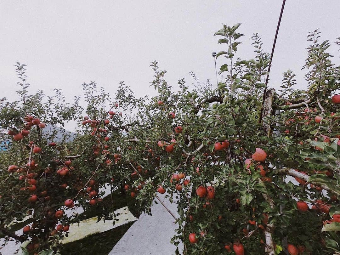 中村優さんのインスタグラム写真 - (中村優Instagram)「天童ラ・フランスマラソン、今年も良いお天気で迎えられました🌞少し風が冷たく体が冷えましたが、紅葉も綺麗でしたね🍁また来年ラフランス食べにきます🏃‍♀️❤️ ラン×スマも取材に来てたので、そのうち放送されるはずですよ😙 #山形#天童#ラフランス#ラフちゃんランスくん」11月4日 15時12分 - nkmr_yu