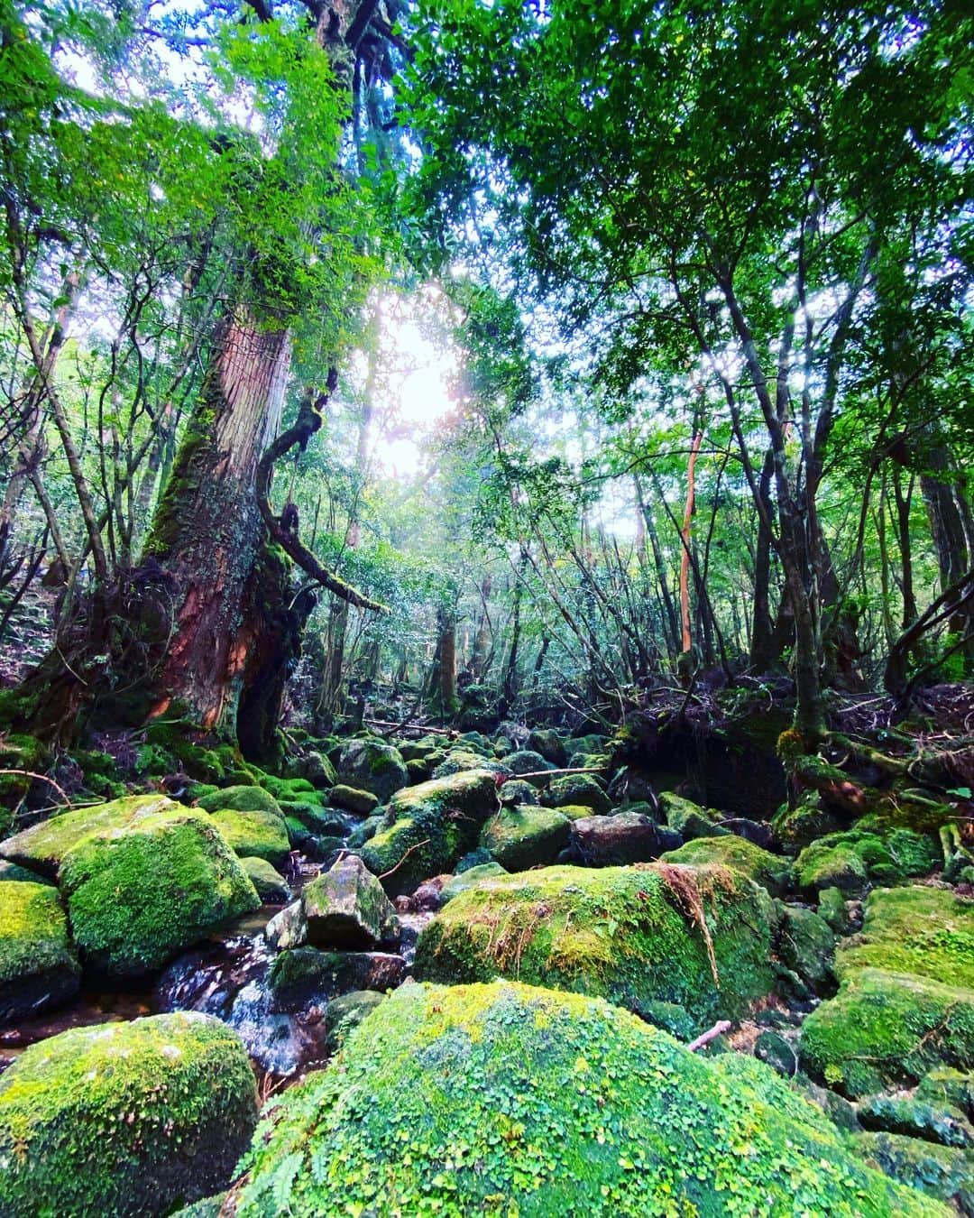 谷川じゅんじさんのインスタグラム写真 - (谷川じゅんじInstagram)「Forest of Mononoke. 循環する生命。降り注ぐ陽射し。何度来ても洗われる。#goodvibesonly #goodneighbors #yakushimastyle #yakushimalife #thisisyakushima #thisisjapan」11月4日 15時41分 - junjitanigawa