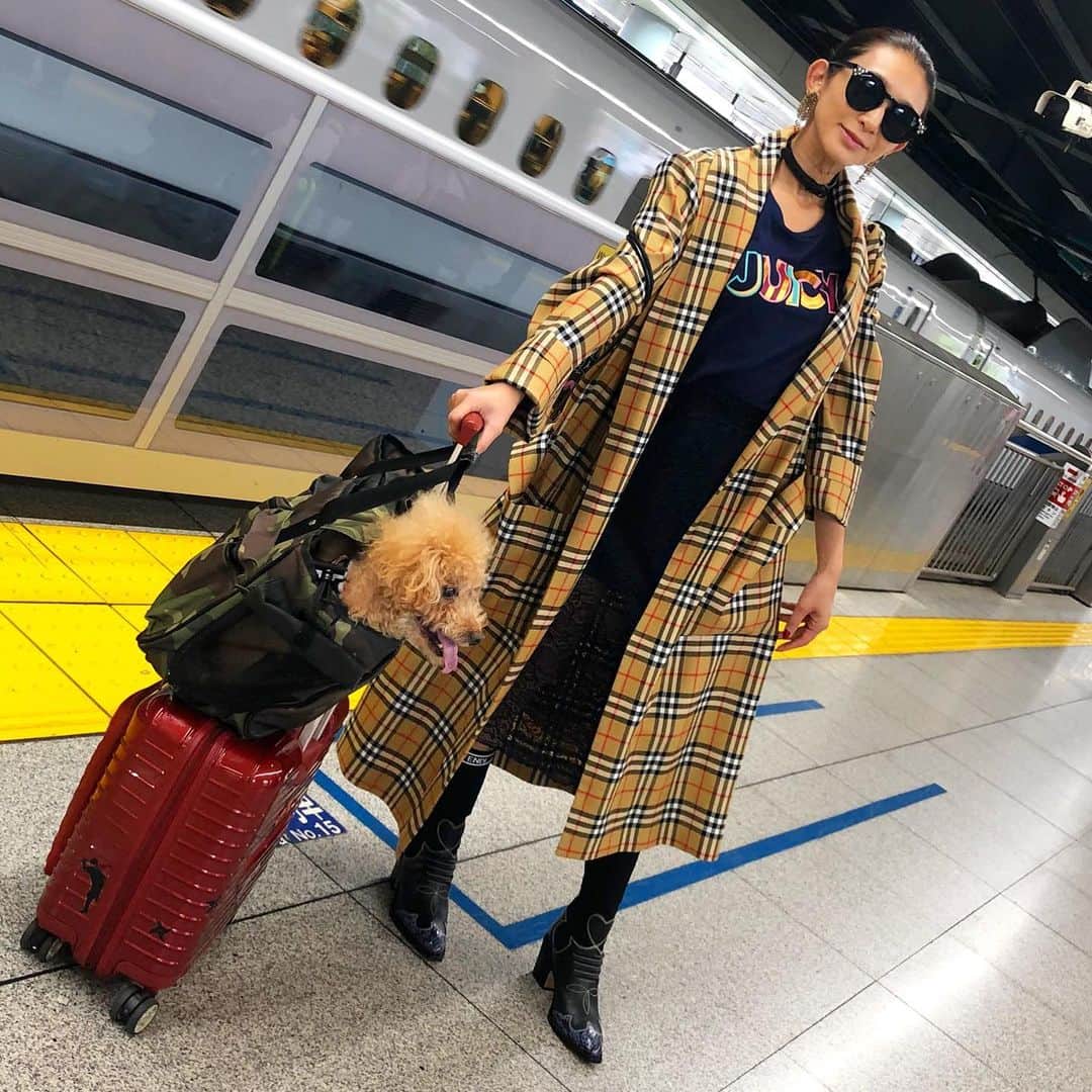 DJ JUICYのインスタグラム：「あっという間に11月🤩　 連休も最終日、、、 普段の生活に戻ろう🐩🚶‍♀️❤️ 3枚目のジューシーくん😆 かわいすぎる💙  #JUICY#juicyfashion #juicykun#dog#instadog#toypoodle #fashion #juicycoutureblacklabel#tshirt  #burberry#coat #fendi#boots #balenciaga#bag」