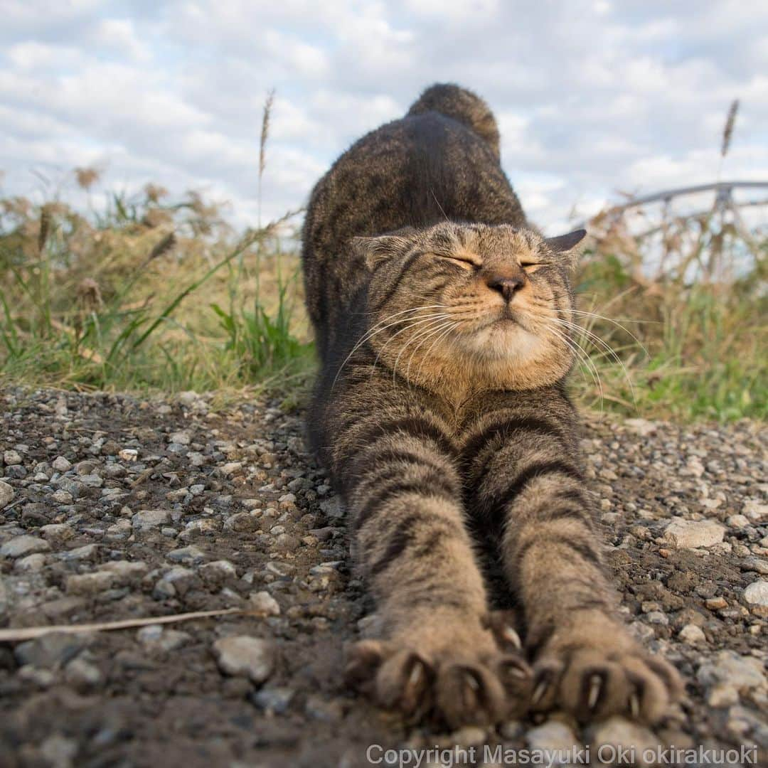 Masayukiさんのインスタグラム写真 - (MasayukiInstagram)「のびー。  #cat #ねこ」11月4日 18時09分 - okirakuoki