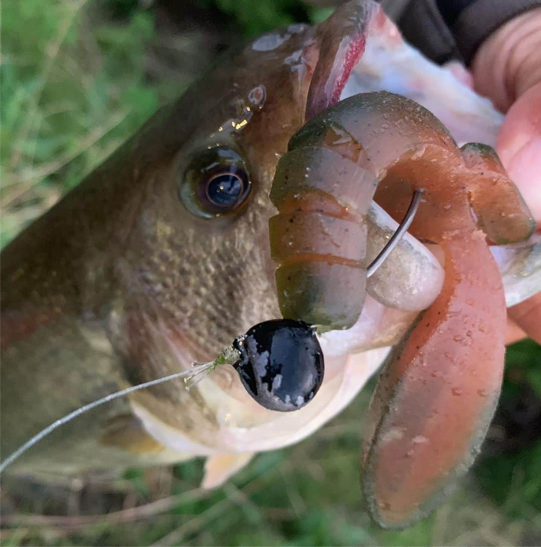 伊豫部健さんのインスタグラム写真 - (伊豫部健Instagram)「今日はパドロッター兄弟のテストフィッシング🎣 デカロッター（プロト）にハヤブサ社で製作中のジョイントシューティングボールの組み合わせでラッシュ‼️ 可能性たっぷり感じました👍👍👍 皆さん、ご期待ください♬  @10tenfeetunder_kiob @10ftu_kiob_smpfishing @se9rets @ken_iyobe @obick_55 @autogarage_omy @shimanofishing_jp @sunline_japan @gary_international_kk @sns_hayabusa @talex_fishing @ringstar_1889 #iyoken #kiob #イヨケン #パドロッター #デカロッター #チビロッター #マイクロッター #バスフィッシング #bassfishing #プリティーシャッド #tenfeetunder #10ftu #10tenfeetunder」11月4日 18時32分 - ken_iyobe