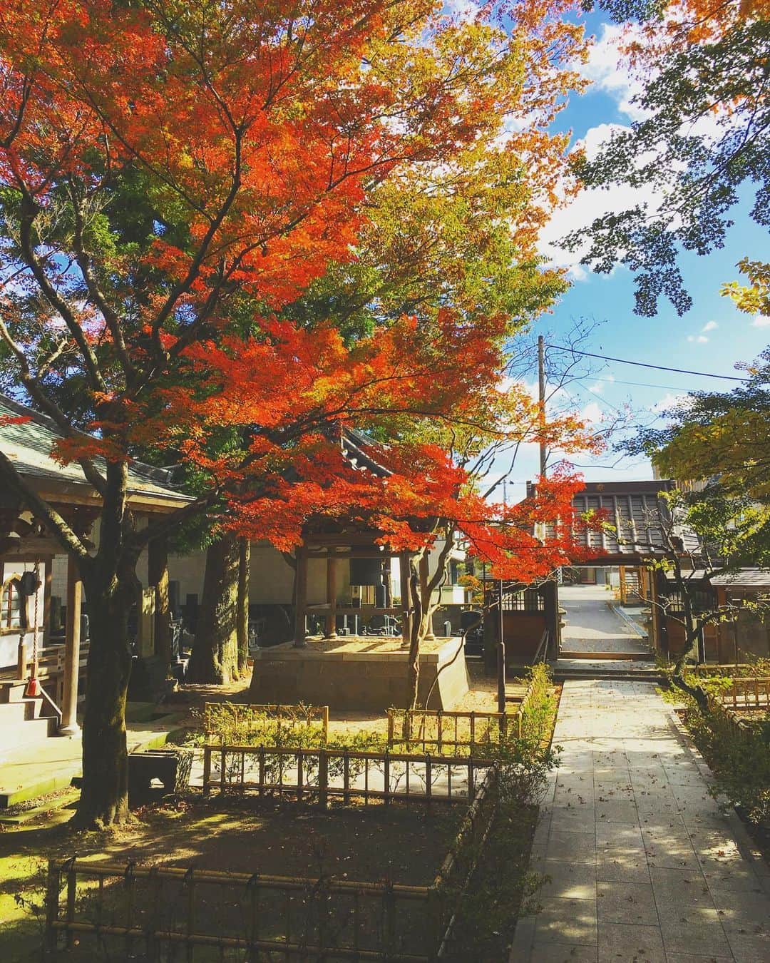 のインスタグラム：「菩提寺の庭のもみじが、目の覚めるような鮮やかさだった。  お母さん、あなたの儀式日はいつも晴れですね。無事にお父さんのところへ辿り着けたかな。  母の念願だった父の三回忌が、奇しくも彼女の葬儀日となってしまって、せめてもの供養にと、母の早めの四十九日と納骨式、三回忌を一緒に執り行った本日。  亡くなってから今日までの日々は、特別な辛さがありました。気持ちも疲れきった身体も大きな揺り返しに飲まれて、軸を支えるのにやっとだった。弟たちもそれぞれに、そうした時間を過ごしたのじゃないかと思う。  弔いの儀とは、故人のためというよりも、大方が遺された人々の心のためにあるんじゃないかと思う。ひとつひとつのイニシエーションをくぐり抜けていくことでしか得られない悔恨を解く祈りと、新しい人生への歓迎のために。  ところで私の弟たちは、それぞれ結婚して良きパートナーがいる。こうした家族ごとが終わると、彼らは個々の新しい家族の顔になって、私の知らない幸せへと戻っていく。そんな姿を見るとき、姉の私はホッと安心もし、温かく幸せな気持ちにもなる。そして、年貢をいつまでも納めない妙齢の姉は、ふと寂しさも感じる。  東京へ戻るために乗り込んだ新幹線。彼からビデオ電話がやってきた。長女としての長い務めはそろそろ終えて、自分の幸せを考えるときがきたのかもしれない。  なんだかすっかり忘れていたけれど。  #ブラックファミリーヒストリー」