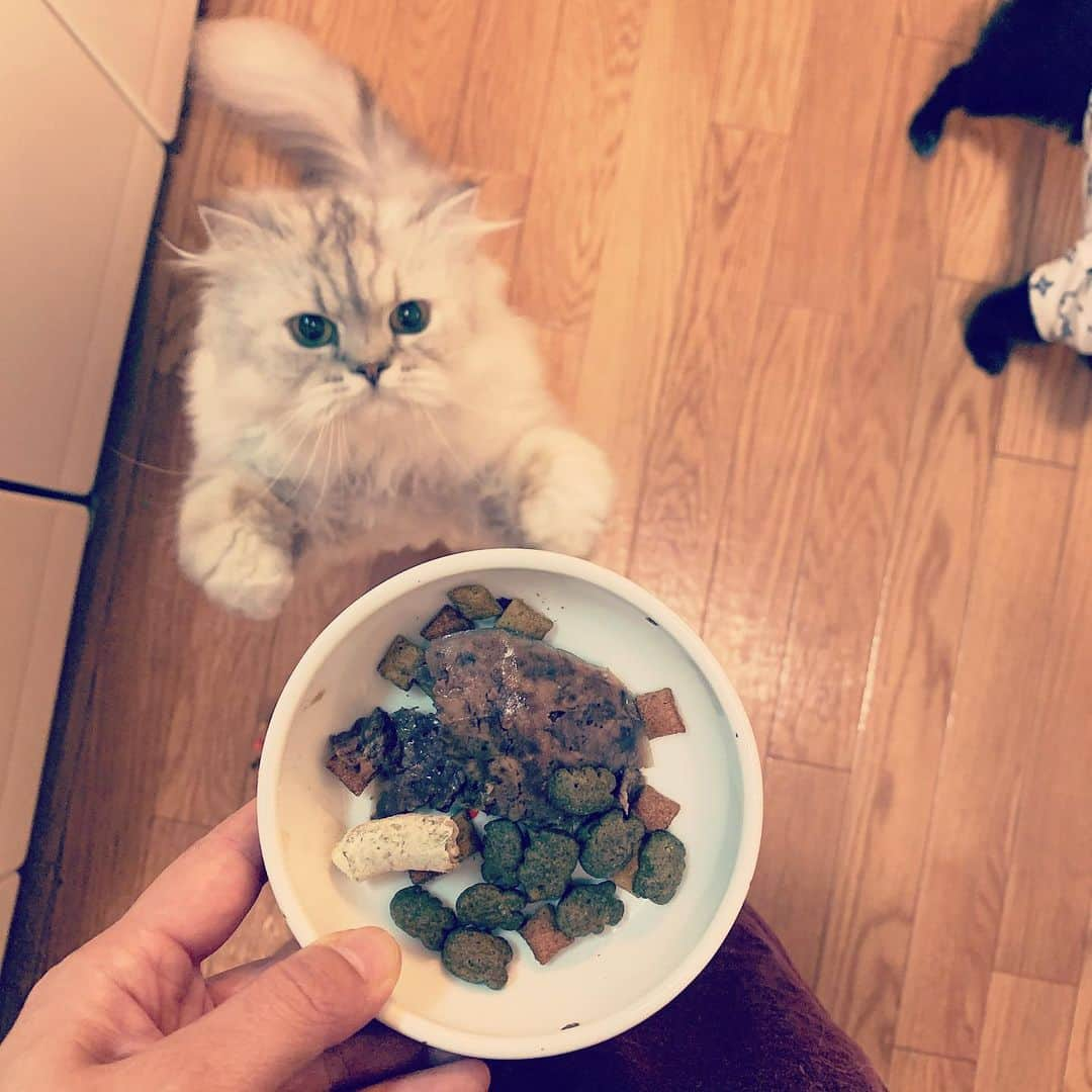 SATOKOさんのインスタグラム写真 - (SATOKOInstagram)「生まれ変わったらうちの猫になりたい。ごはんが豪華だから…。笑 シーバ（猫が最も飛びつくらしい）グリニーズ（歯石除去出来てめちゃウマらしい）黒缶（シンプルで身体にいいらしい）K9（無限に身体にいいらしい）の4種類入っている。置き餌はモグニャン。人間は天ぷら。 #おうちごはん #猫のごはん」11月4日 19時00分 - fc_satoko