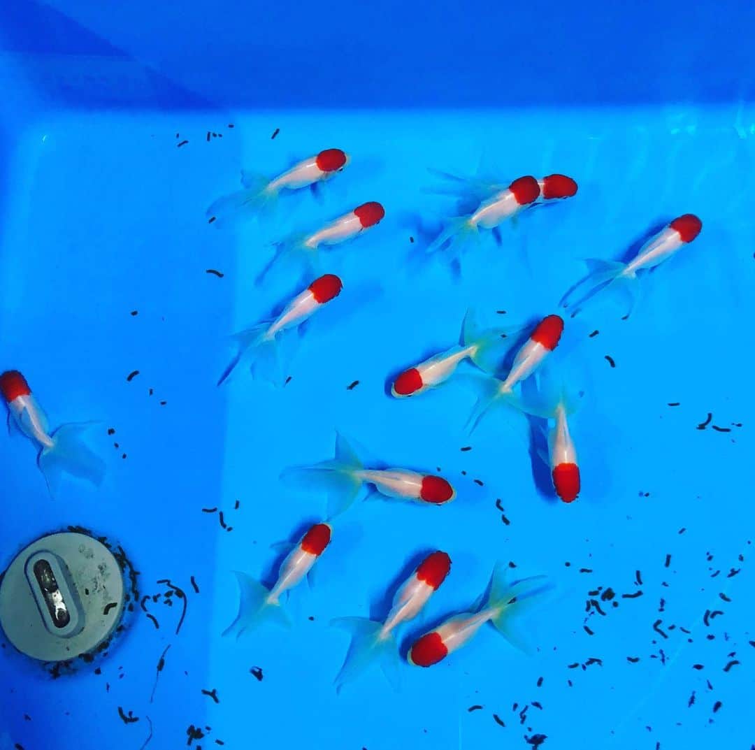 本間憲さんのインスタグラム写真 - (本間憲Instagram)「金魚と糞。 “の”じゃないぜ」11月4日 19時01分 - homma_______t