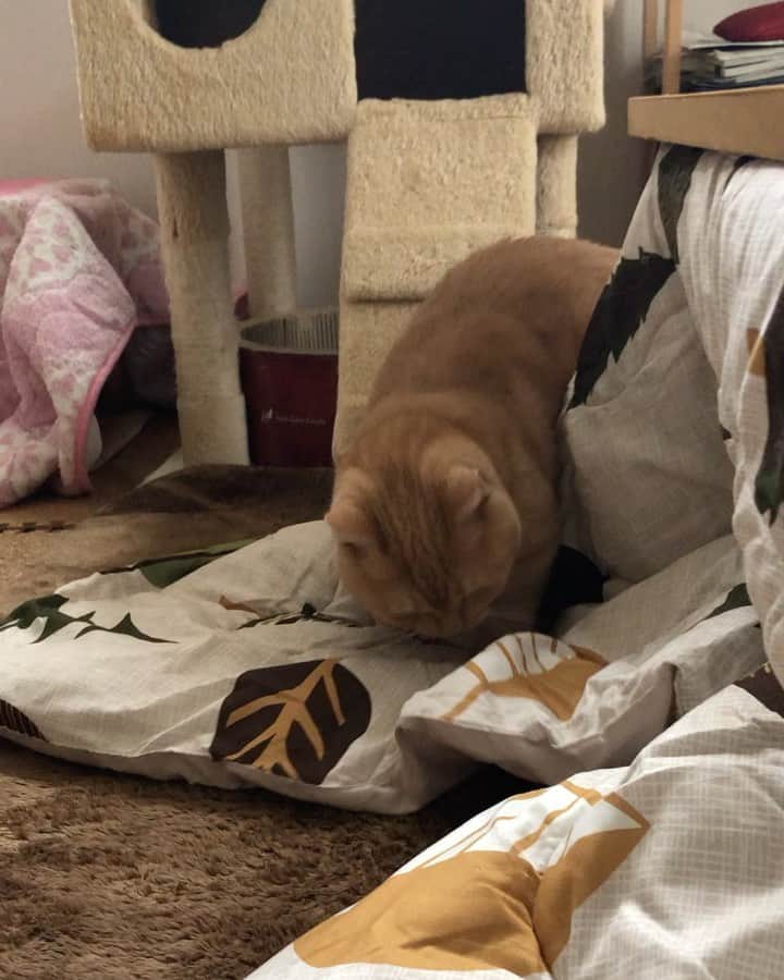 yachimon3のインスタグラム：「今朝の一コマ🤣 ジュリー🆚ハナ #短足女子の闘い #久しぶりのジュリーのお願い #からの〜攻撃」