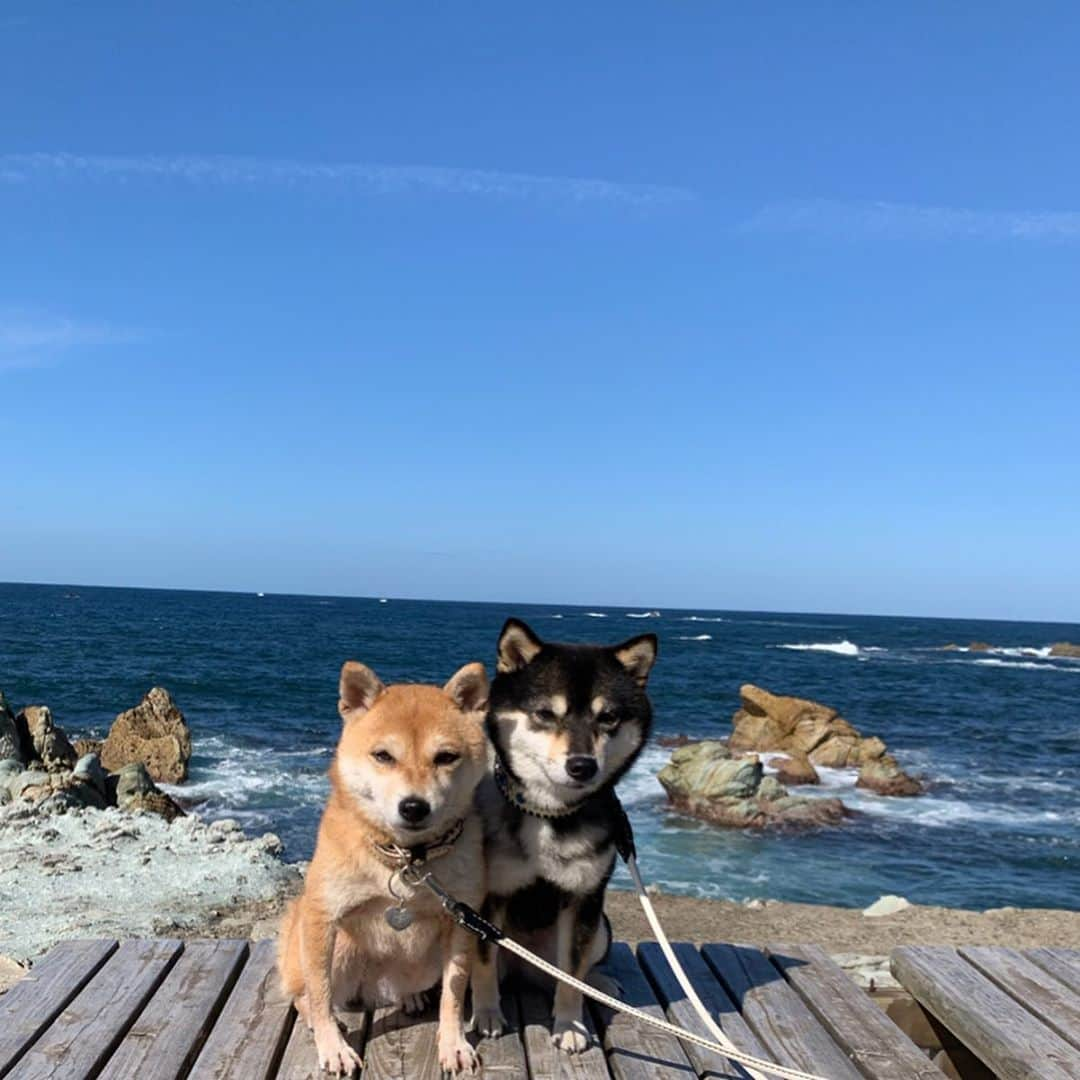 豆柴なつ&ふゆさんのインスタグラム写真 - (豆柴なつ&ふゆInstagram)「We go to Fukui😊💕 旅行最後に寄ったカフェ😊💕 #旅行#trip #福井県#fukui #cafemare  #わんこと旅行#ランチ #シバフル#柴犬#shiba #shibainu#dailyshiba #shibastagram #shibamania #sweet#豆柴#癒し #pecoいぬ部#doglove #publicholiday #dogstagram #dogoftheday #かわいい#instashiba #🐕📷 #ふわもこ部 #犬 #柴#proudshibas #cutepets」11月4日 20時35分 - mameshiba.natsuinu56